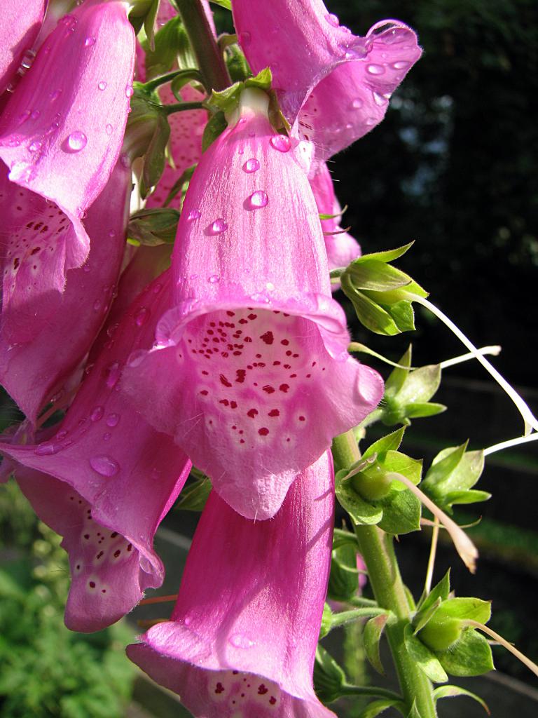 Roter Fingerhut, Digitalis purpurea