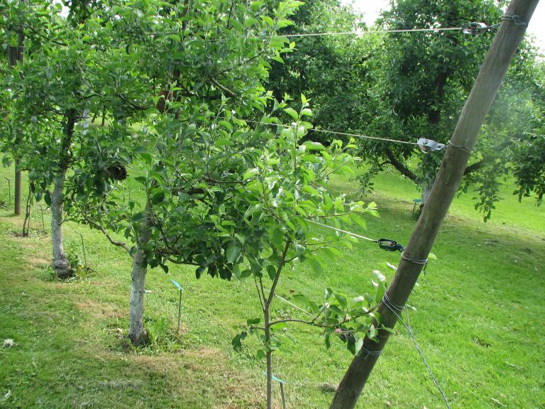 Obstbaumschnitt Wir pflanzen und schneiden einen