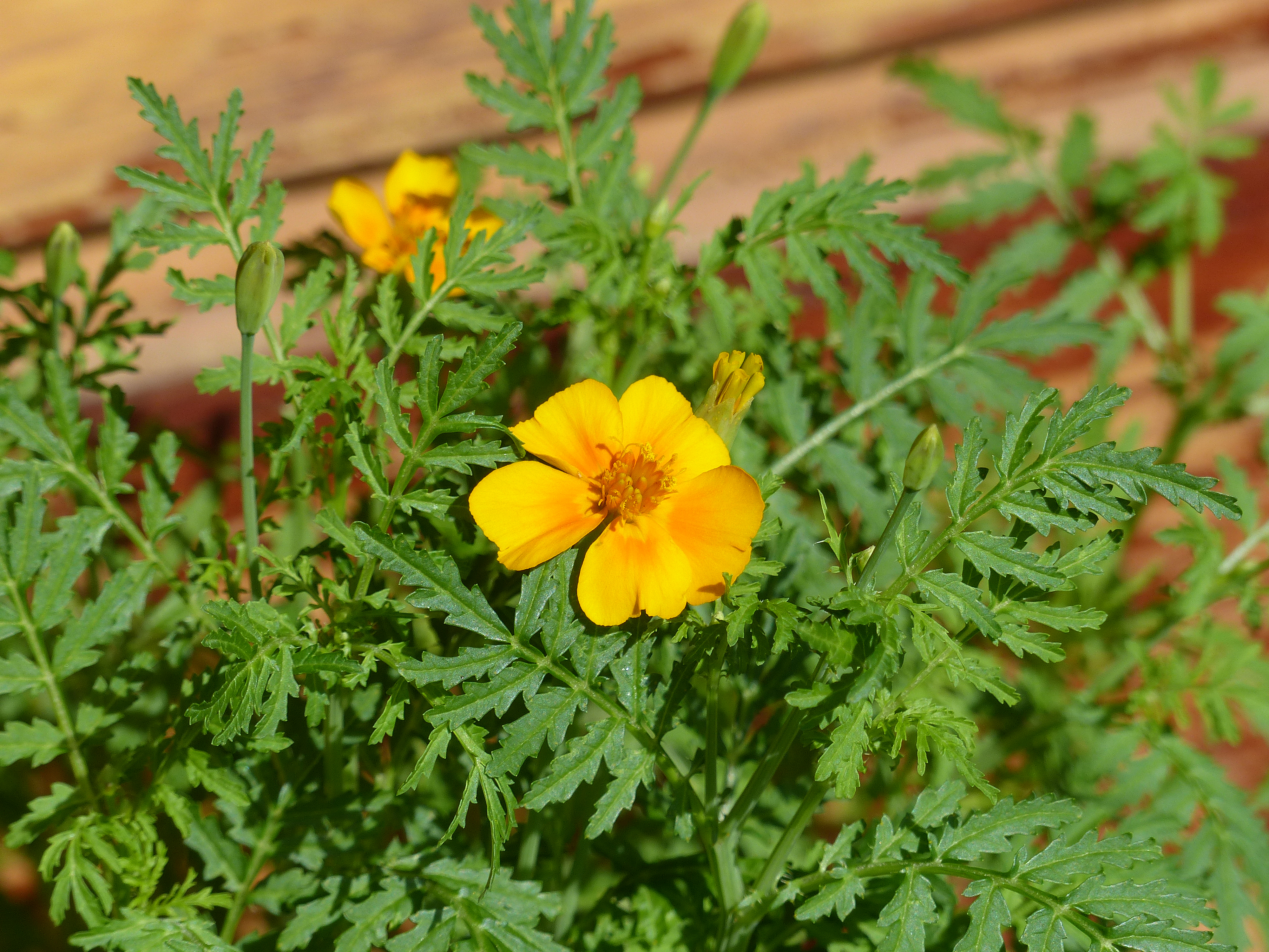Gewürztagetes
