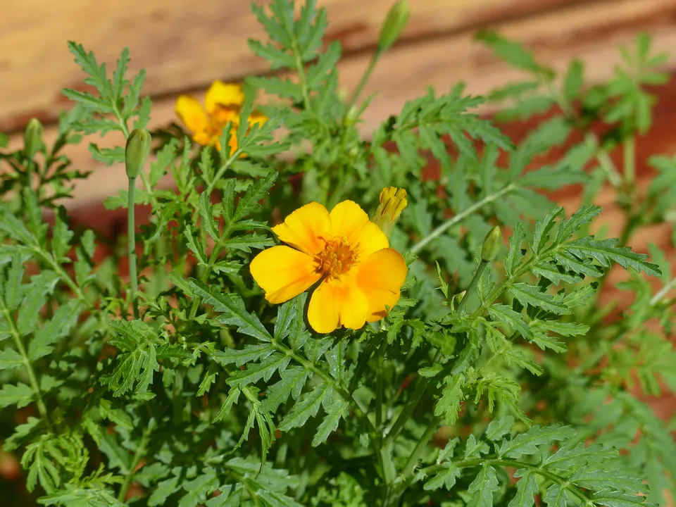 Gewürztagetes