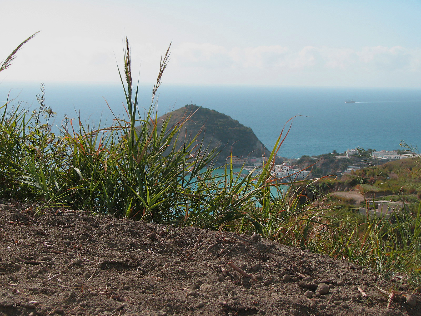 Weintrauben mit Wildem Fenchel