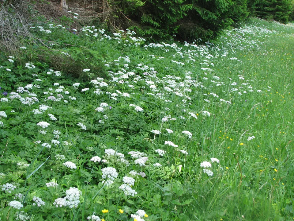 Rauhaariger Kälberkropf