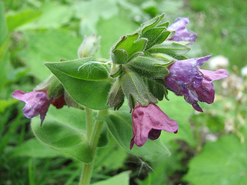 Geflecktes Lungenkraut