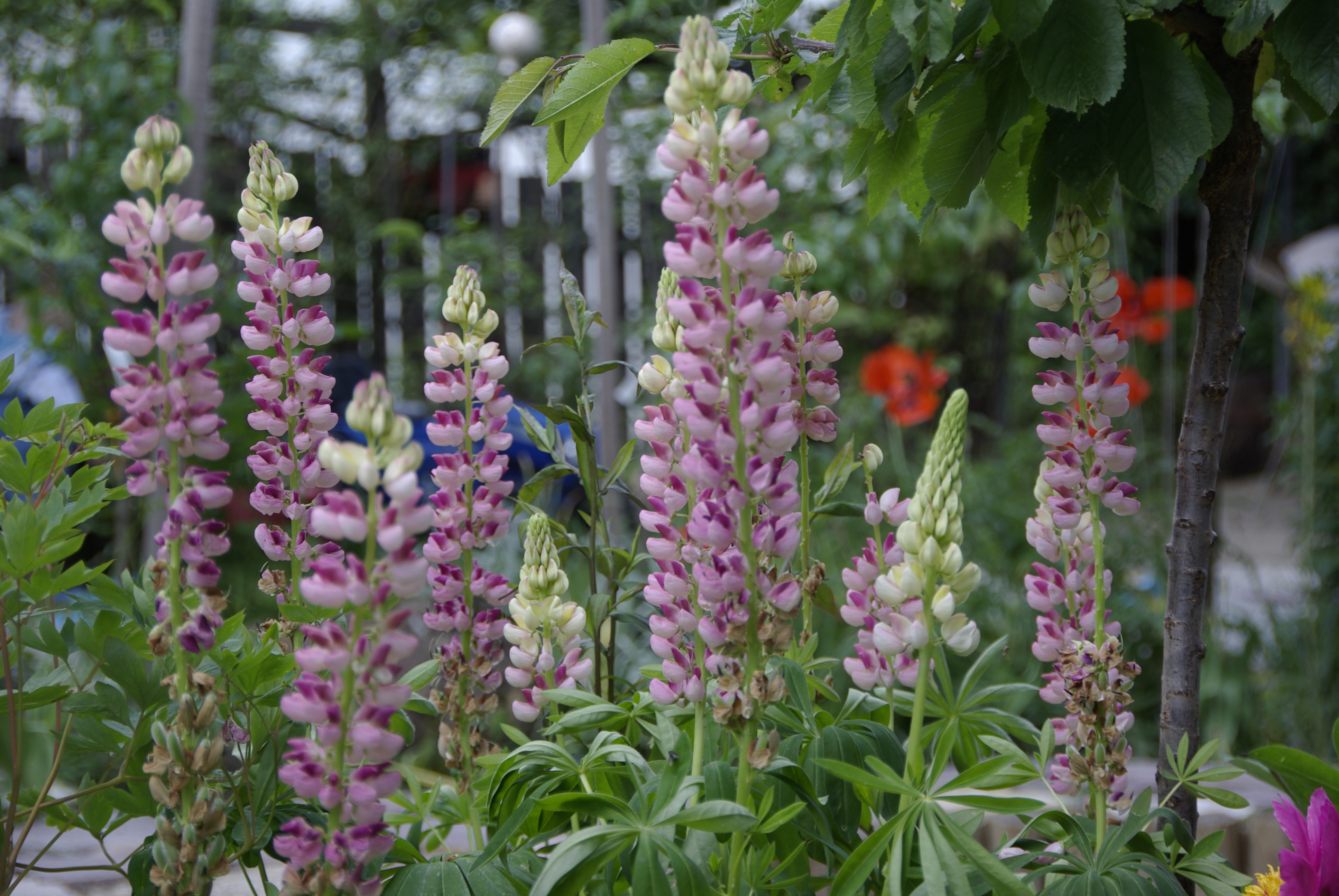 Gartenlupine