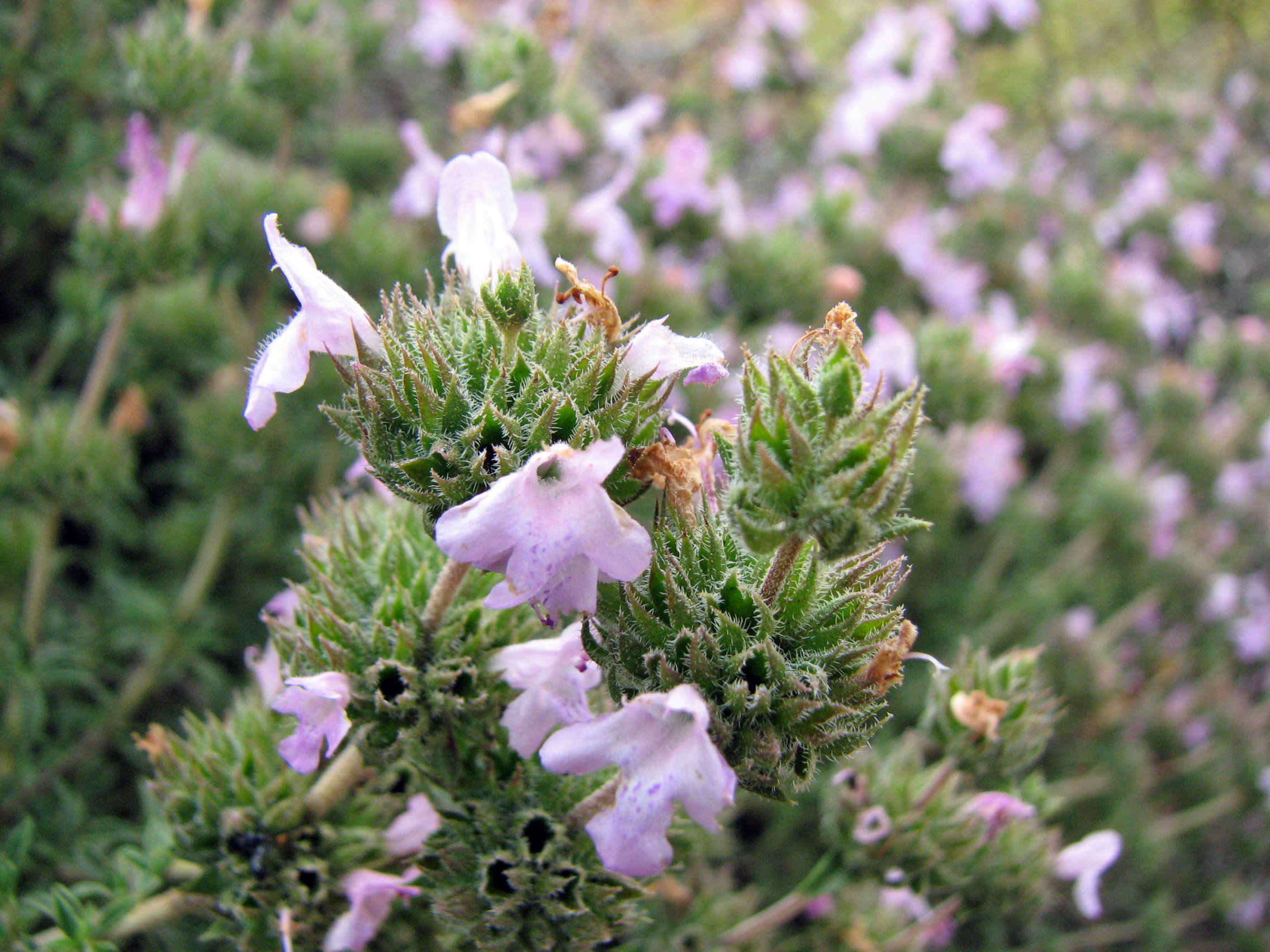 Kopfiger Thymian