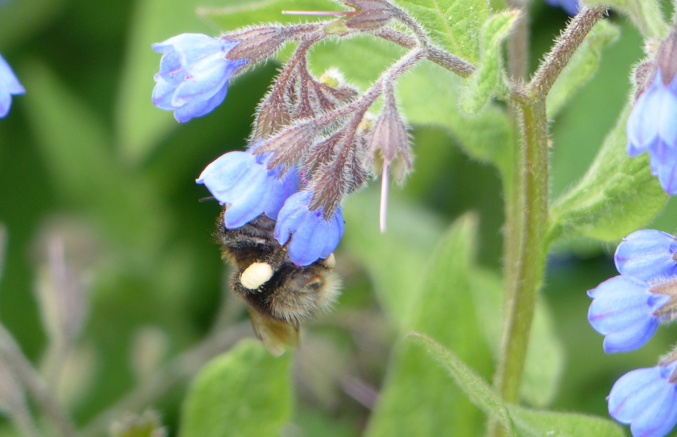 Blauer Kaukasus-Beinwell