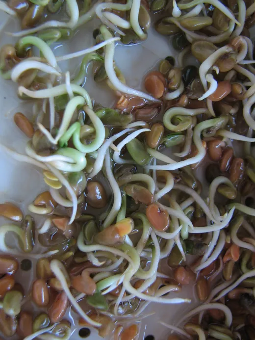 Keimsprossen in der Küche