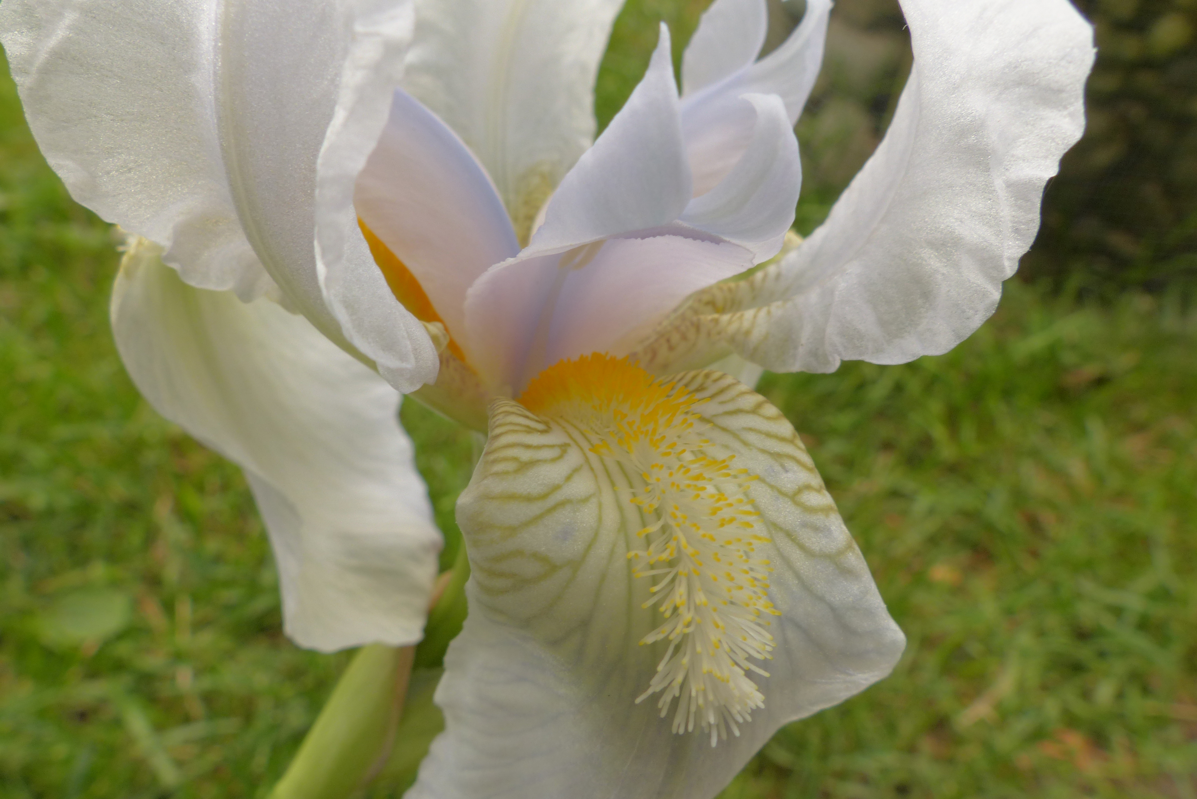 Deutsche Schwertlilie