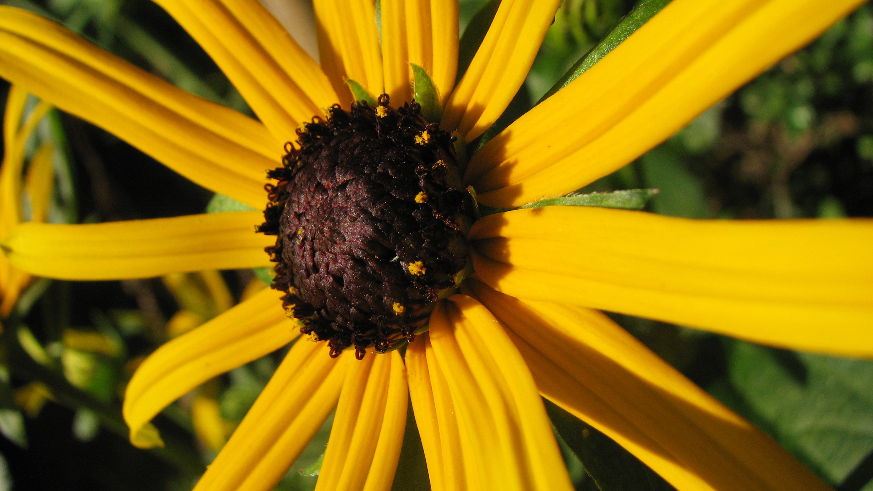 Gewöhnlicher Sonnenhut