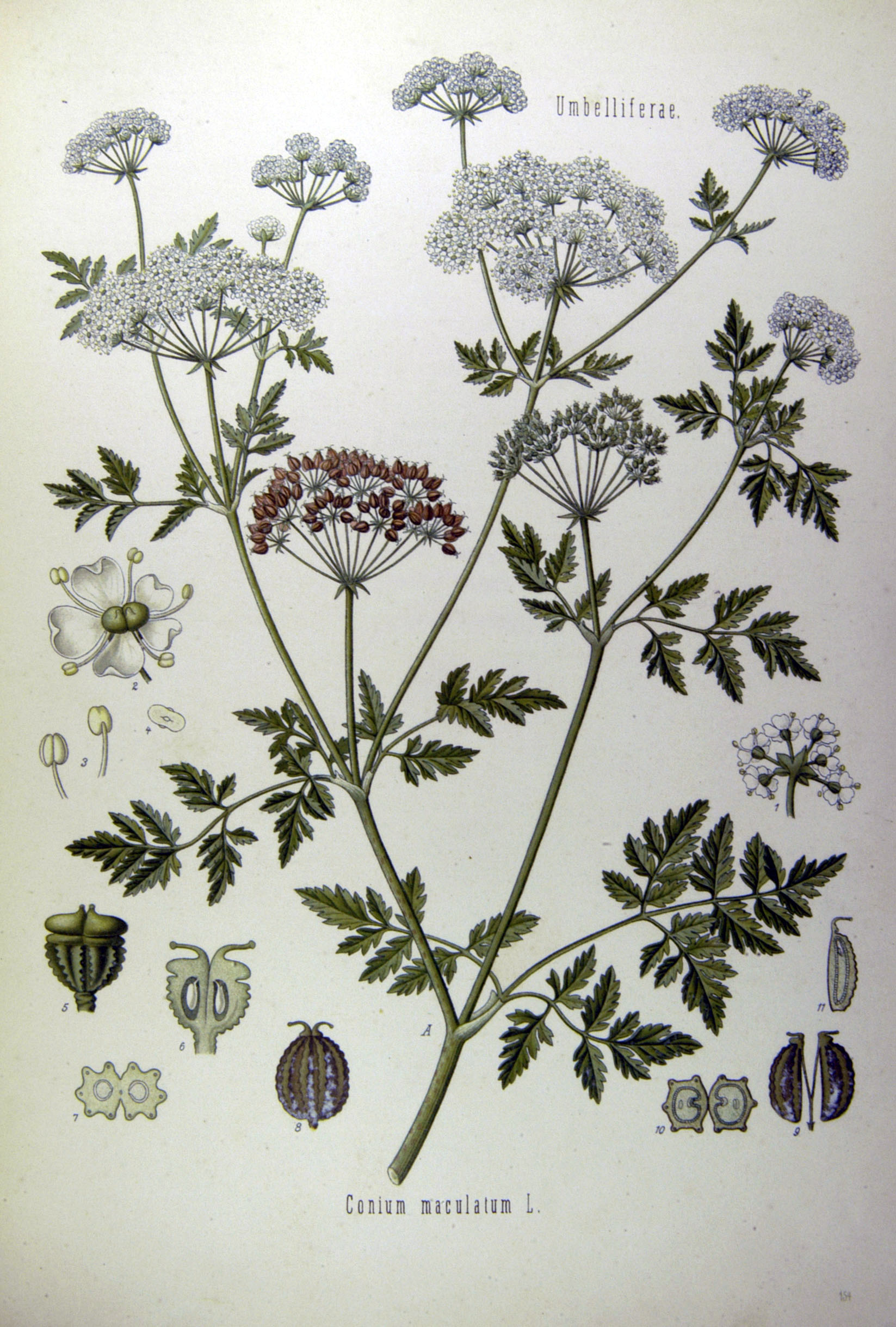 Gefleckter Schierling