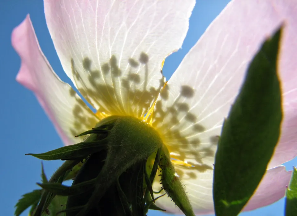 Die 38 Original-Bachblüten kennenlernen