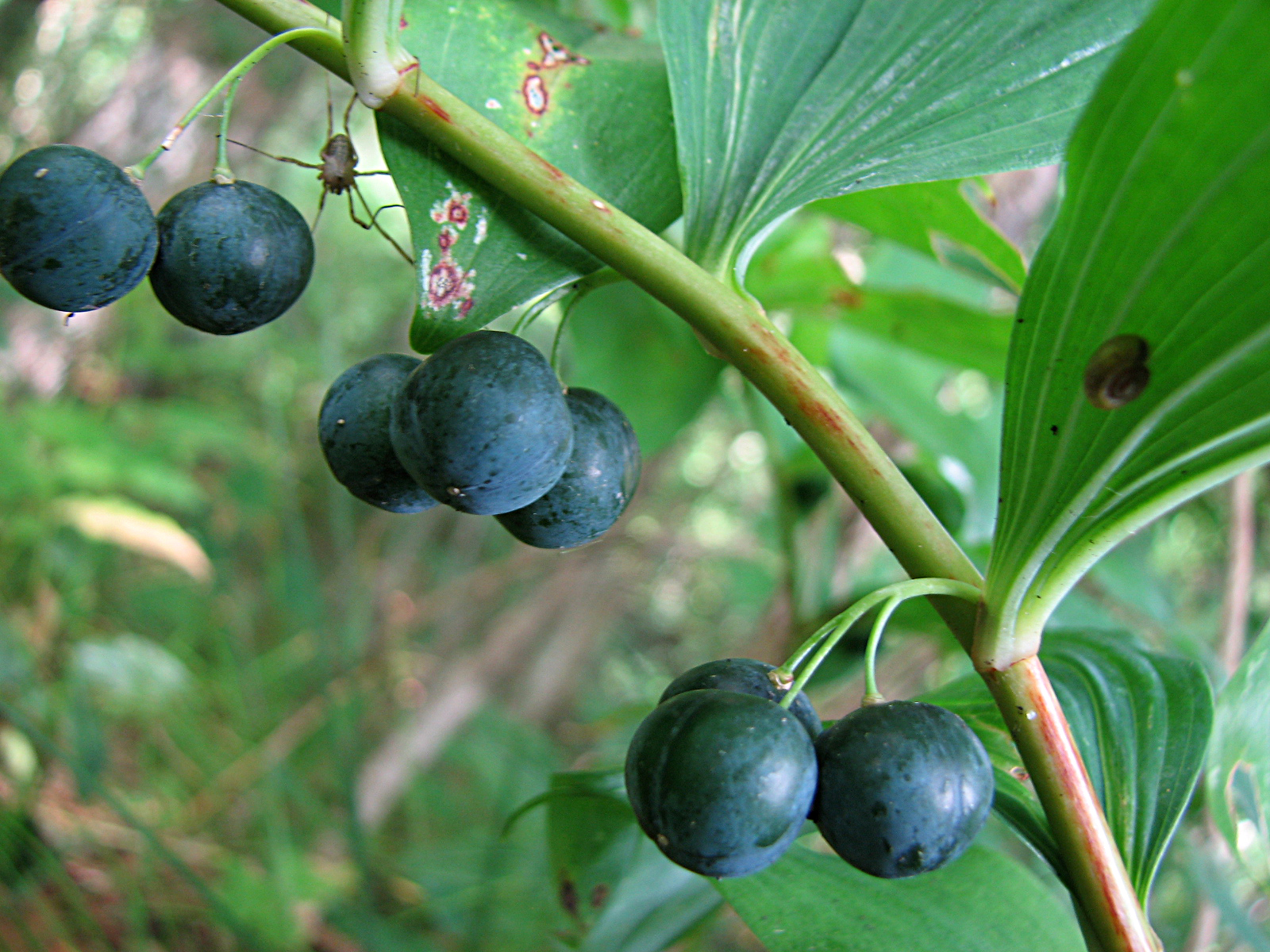 Vielblütige Weißwurz