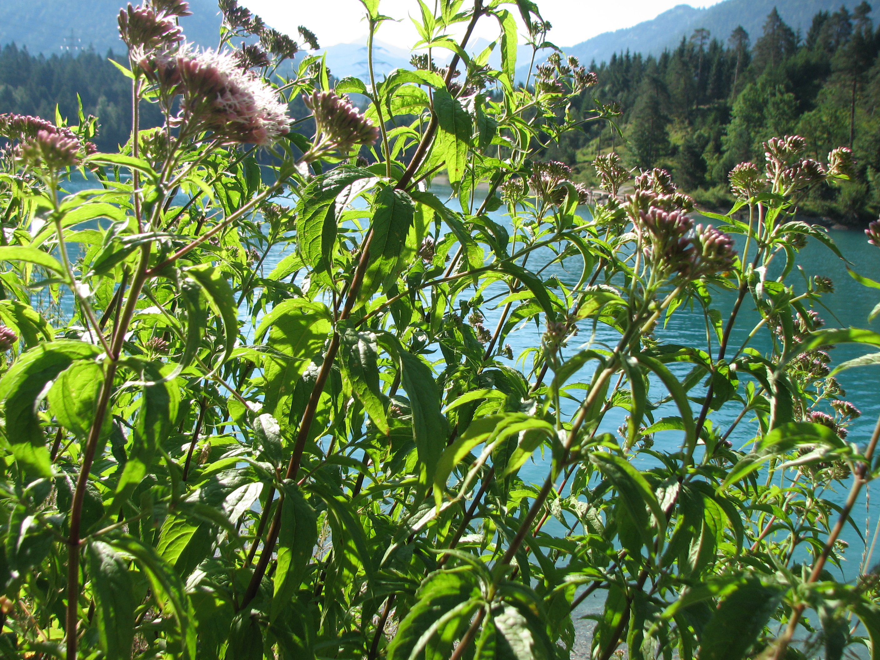 Gewöhnlicher Wasserdost