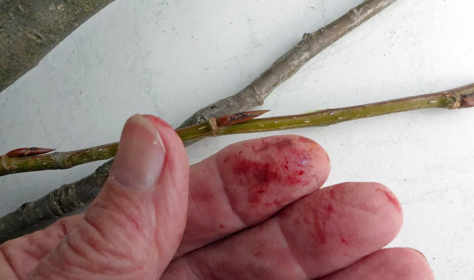 Lungauer Balsampappel