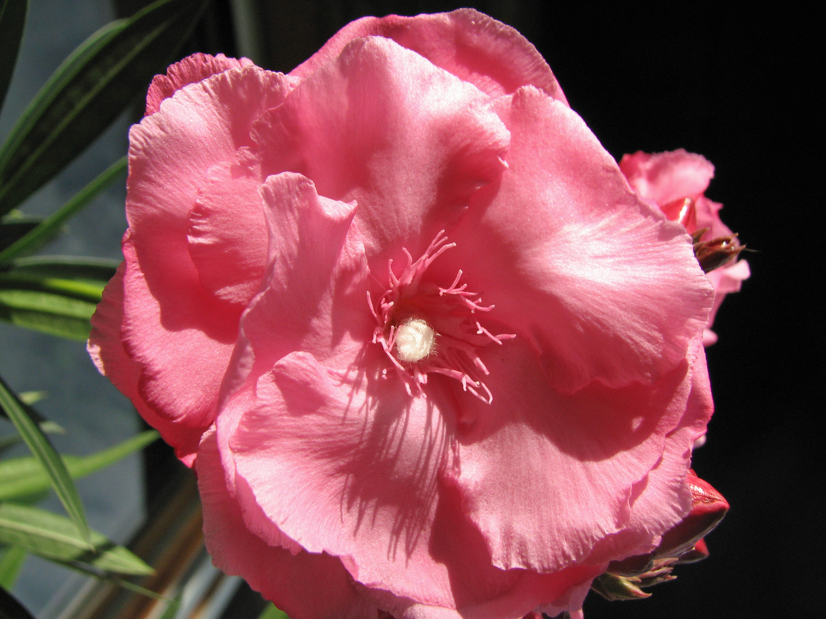 Oleander
