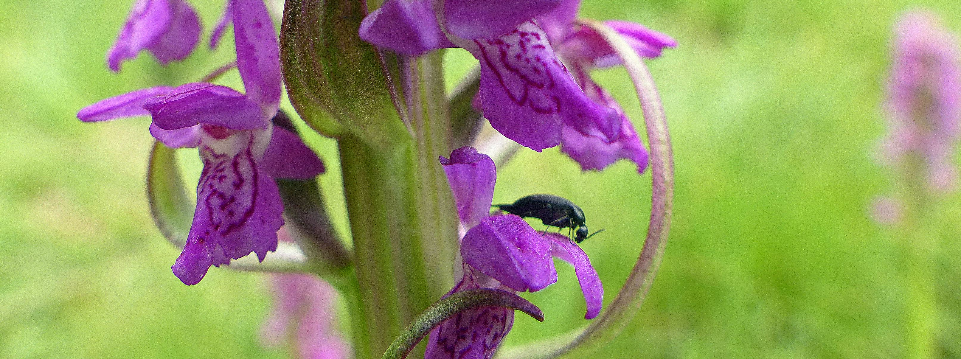 Fleischfarbene Fingerwurz