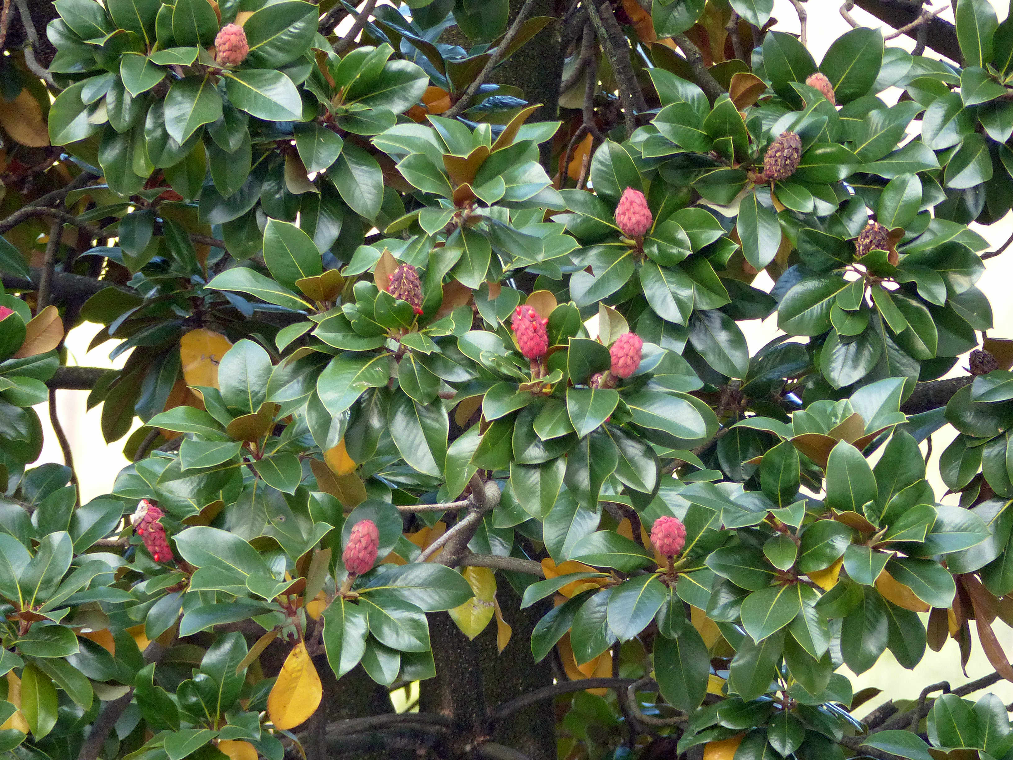 Immergrüne Magnolie