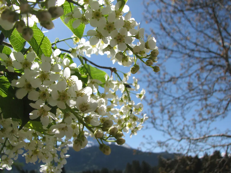 Spätblühende Traubenkirsche
