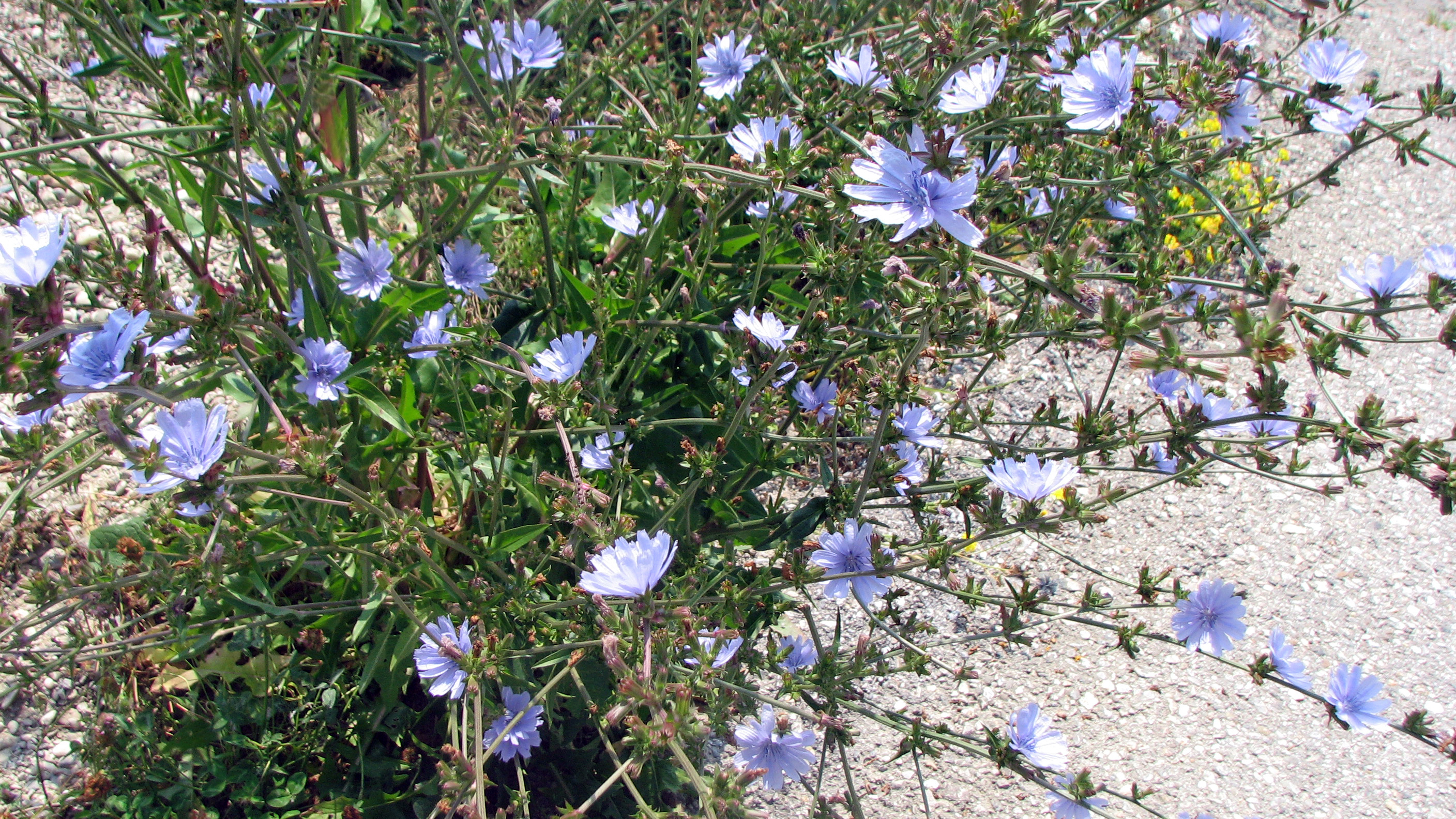 Gewöhnliche Wegwarte