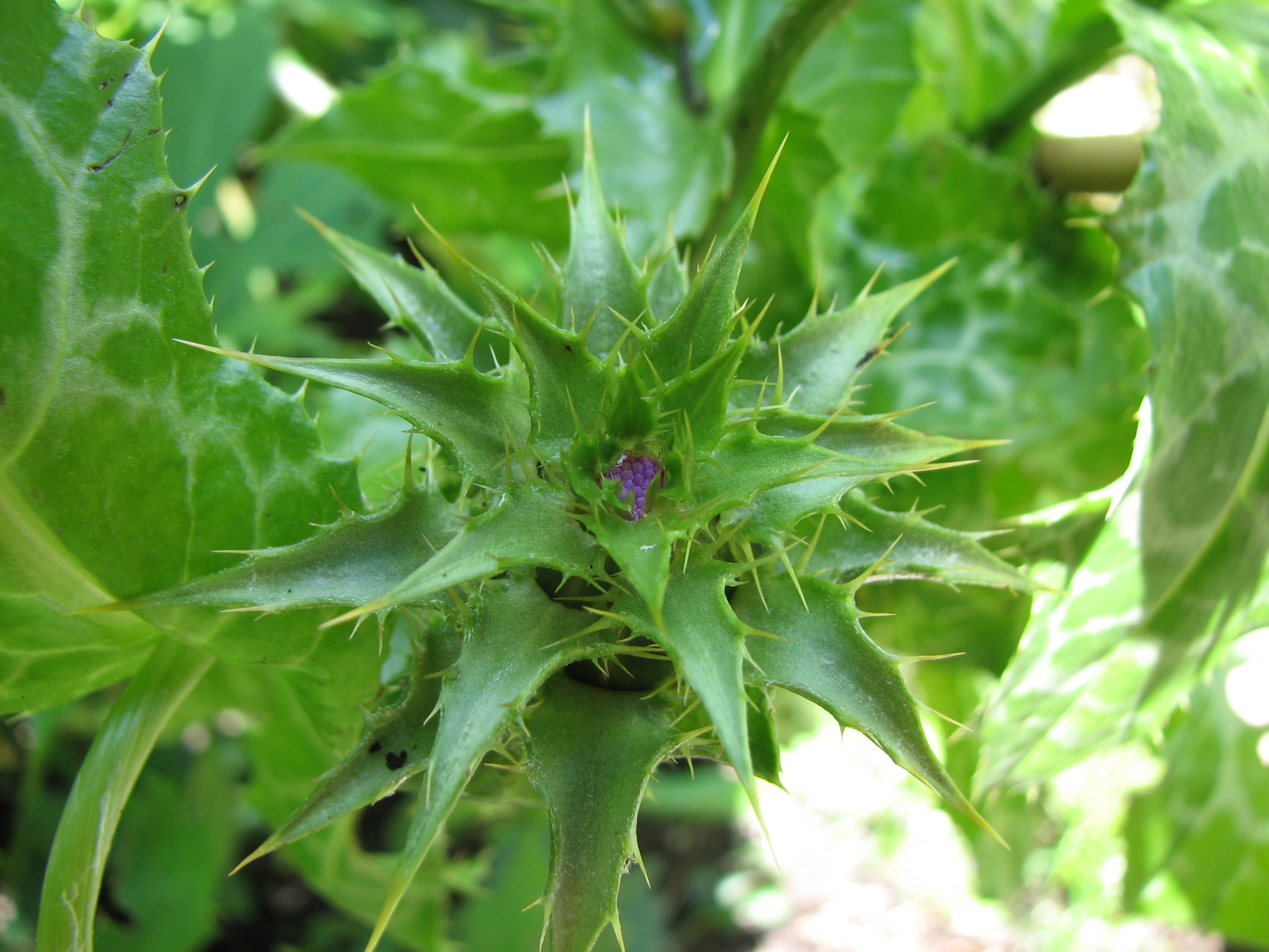 Mariendistel