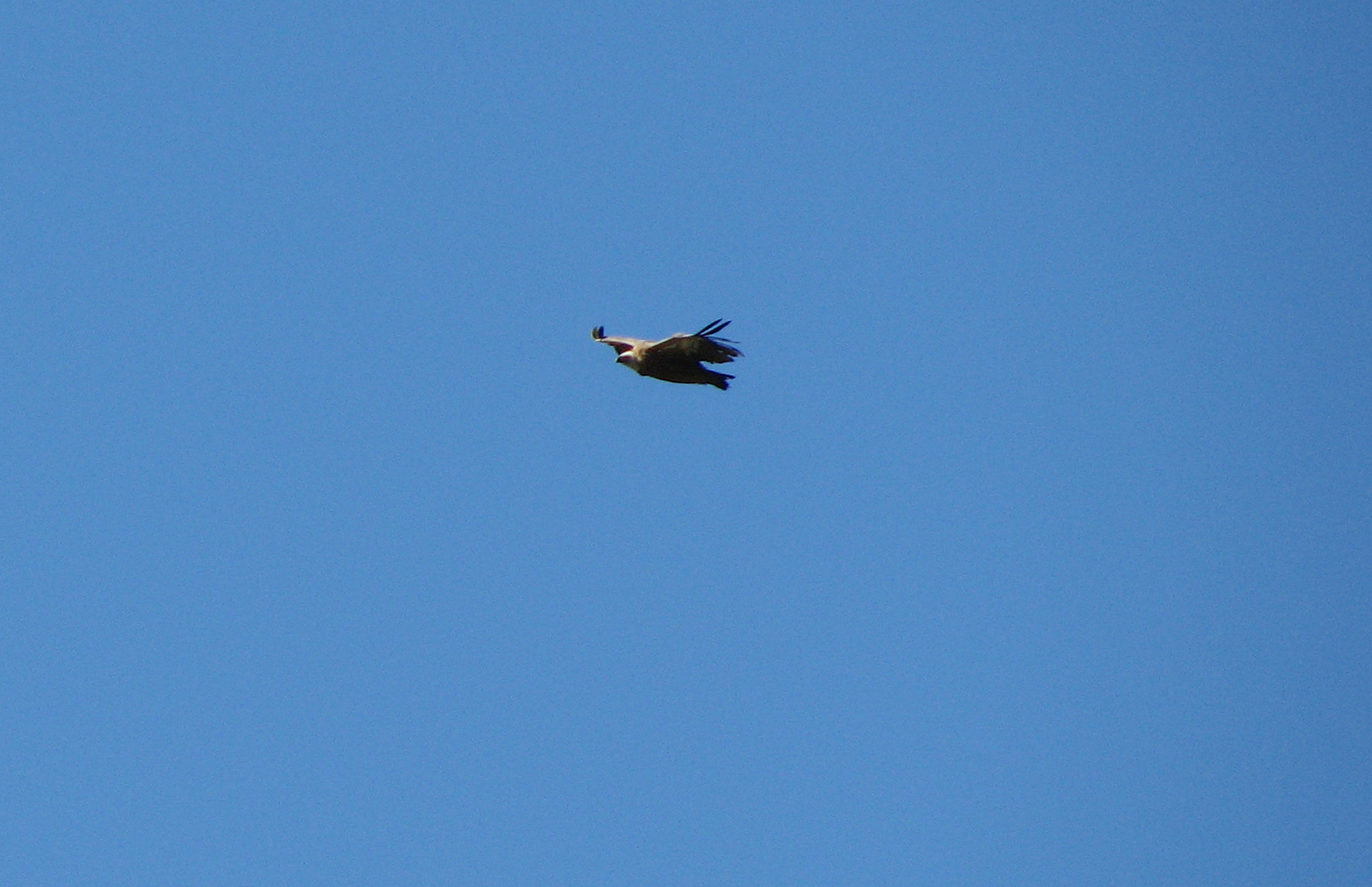 Adlerbalsam - Hustenbalsam