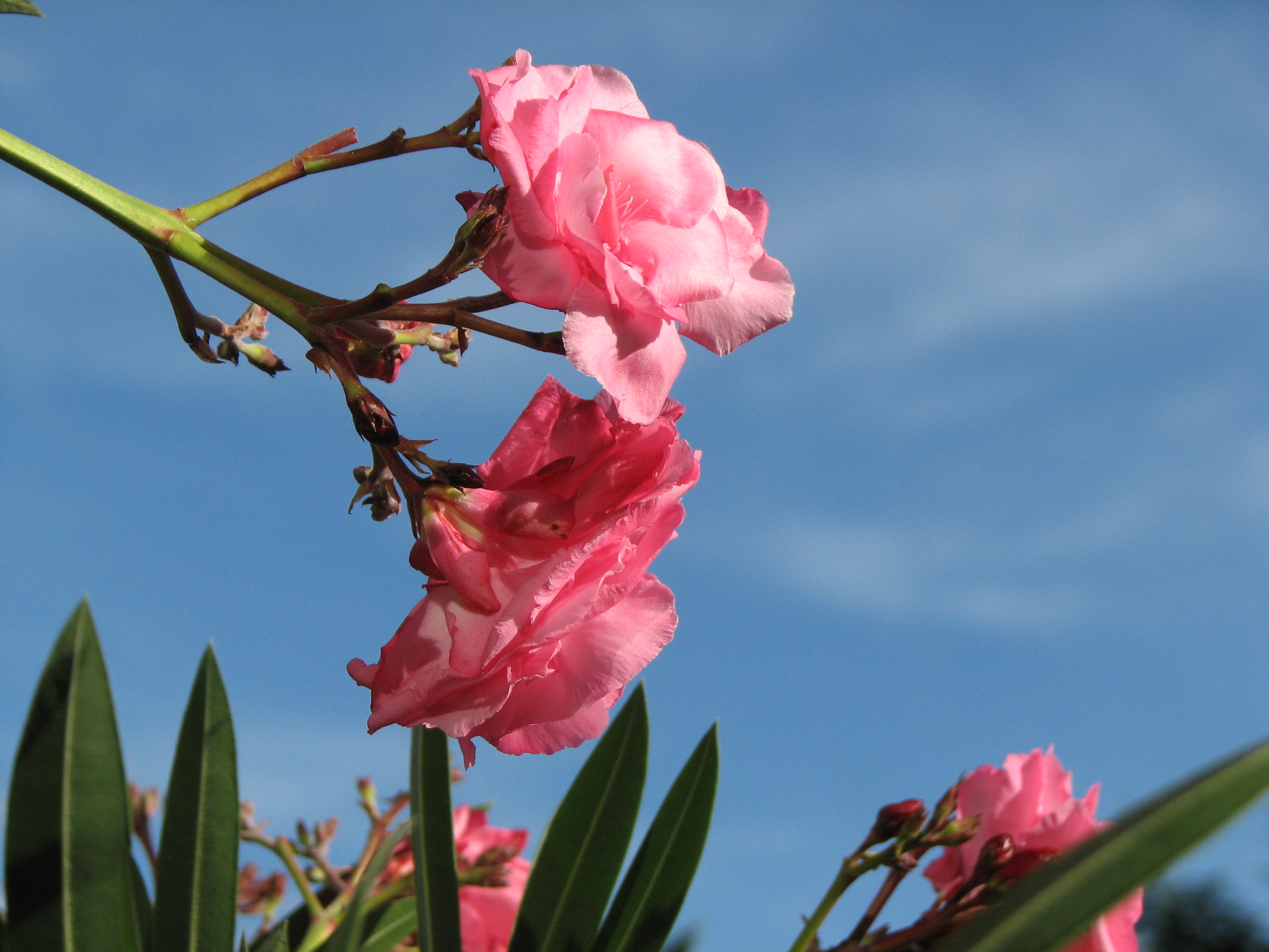 Oleander