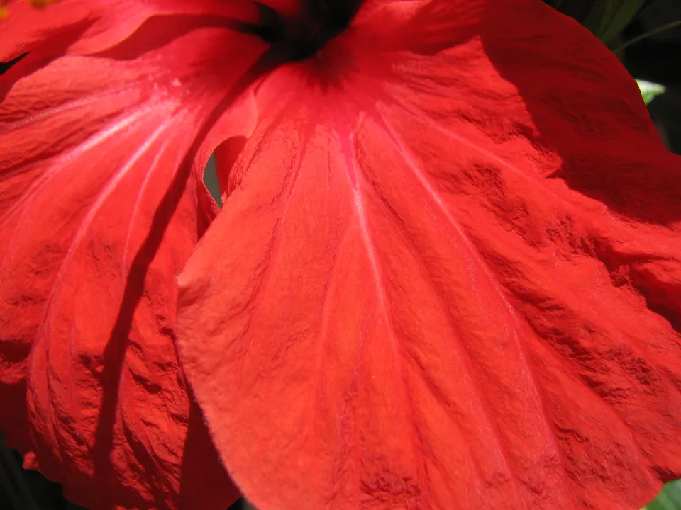 Hibiskus