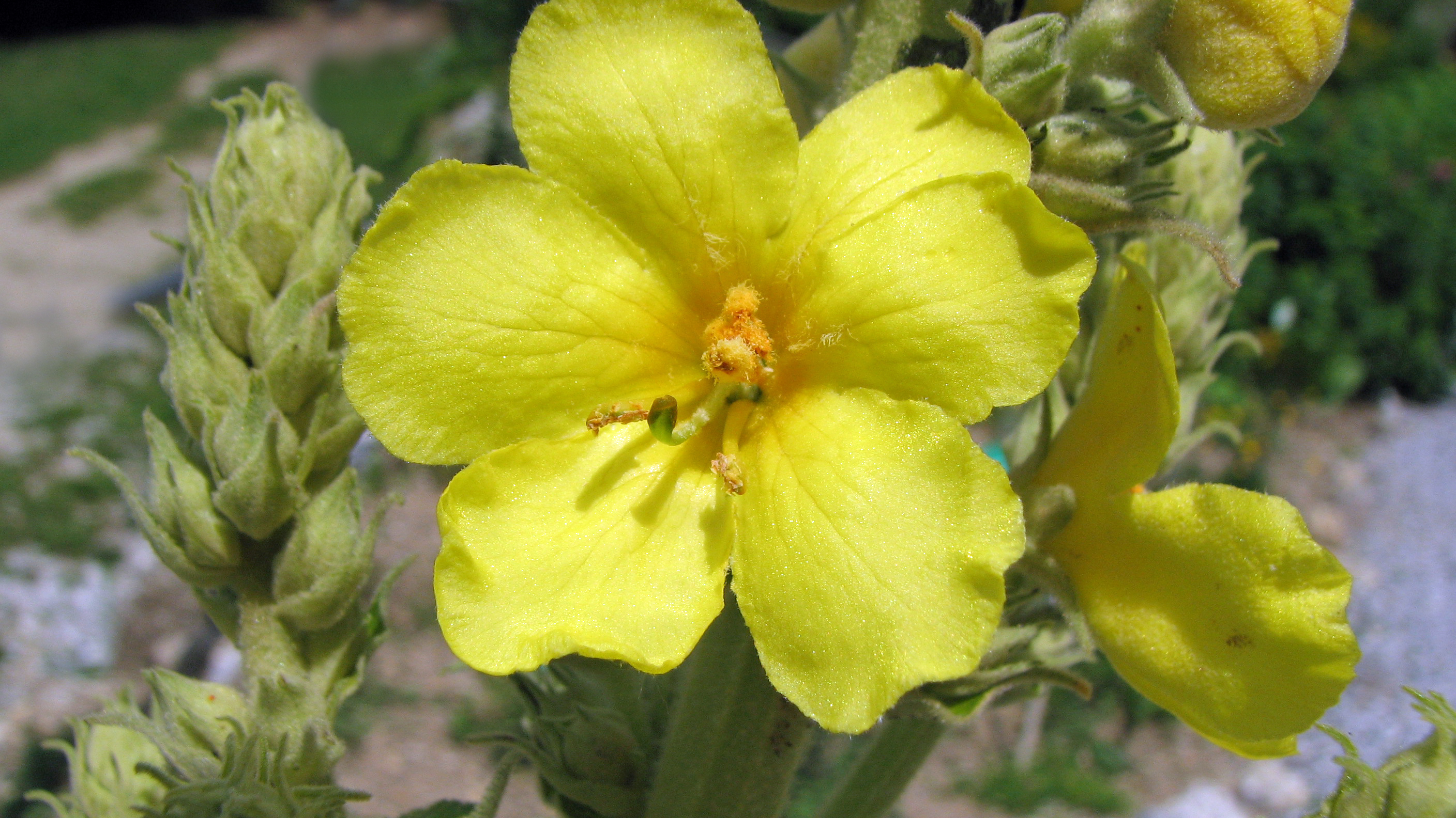 Großblütige Königskerze