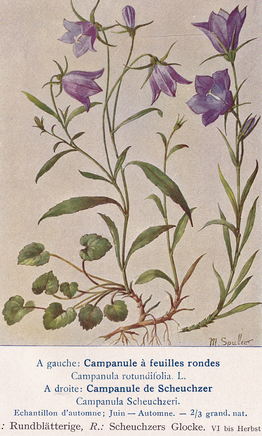 Rundblättrige Glockenblume
