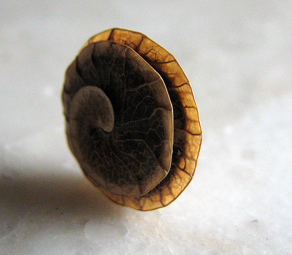 Scheibenschneckenklee