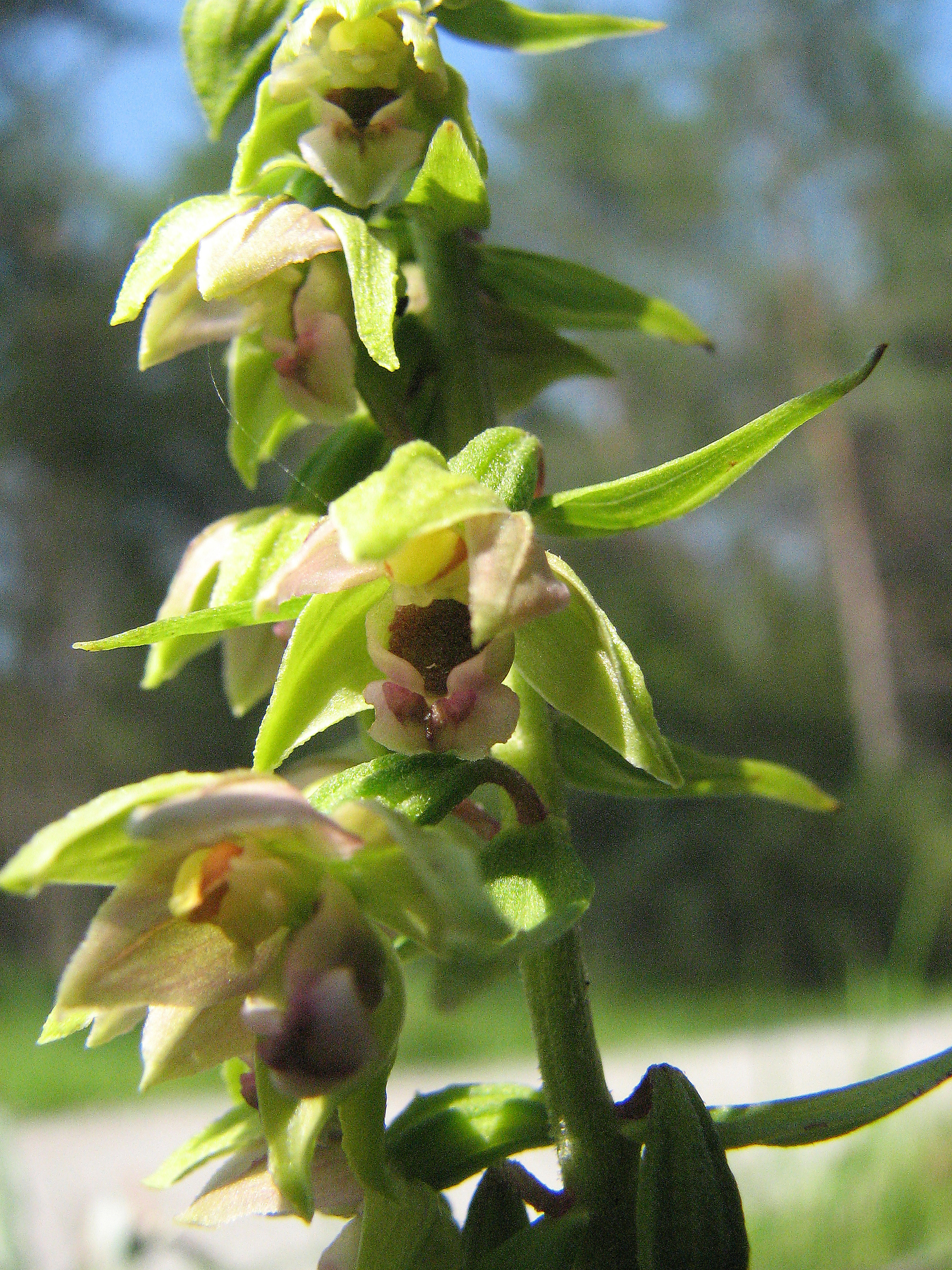 Breitblättrige Stendelwurz