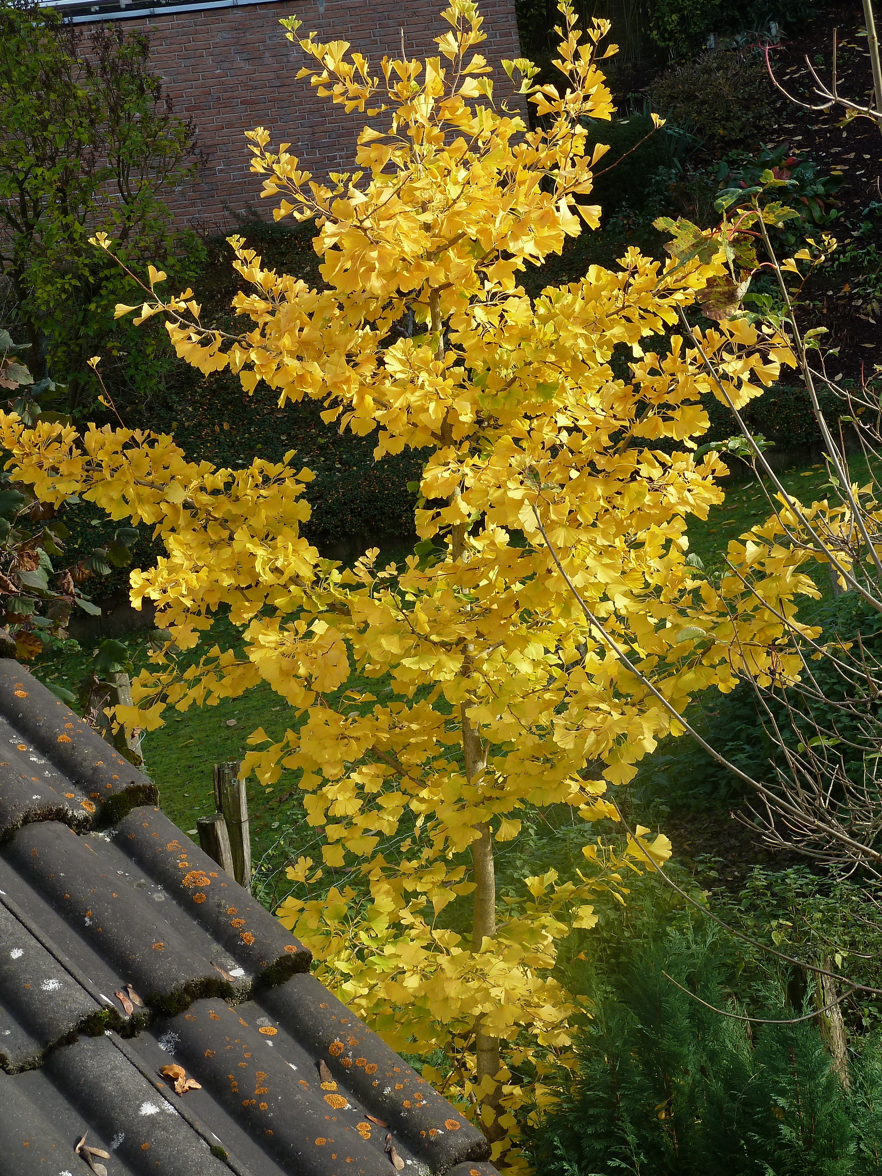 Ginkgo