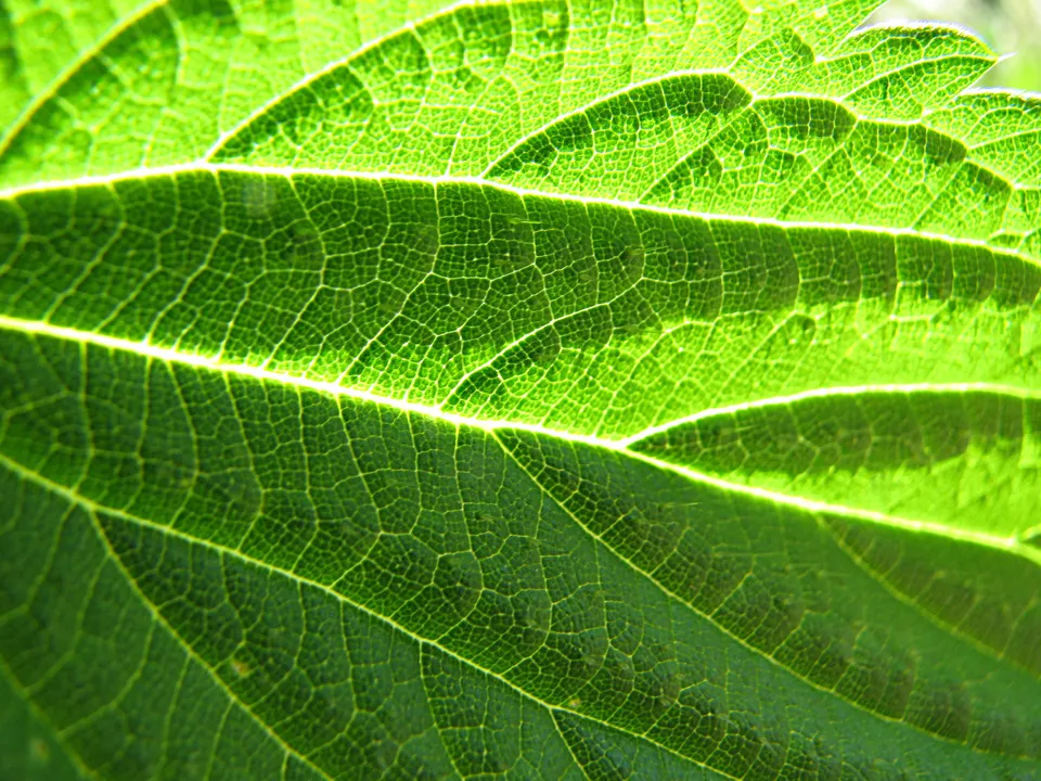 Pflanzenmedizin und Schulmedizin