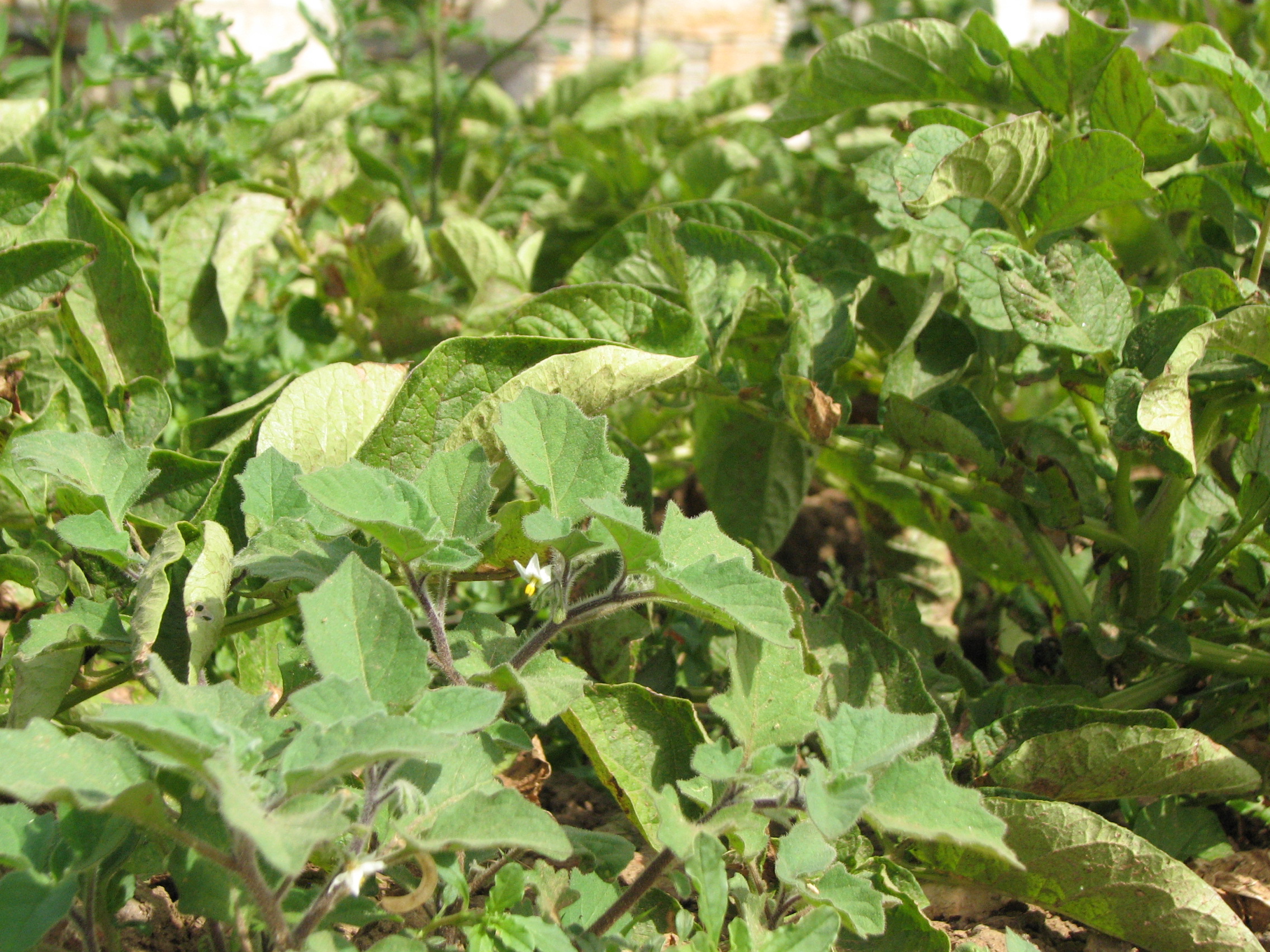 Schwarzer Nachtschatten