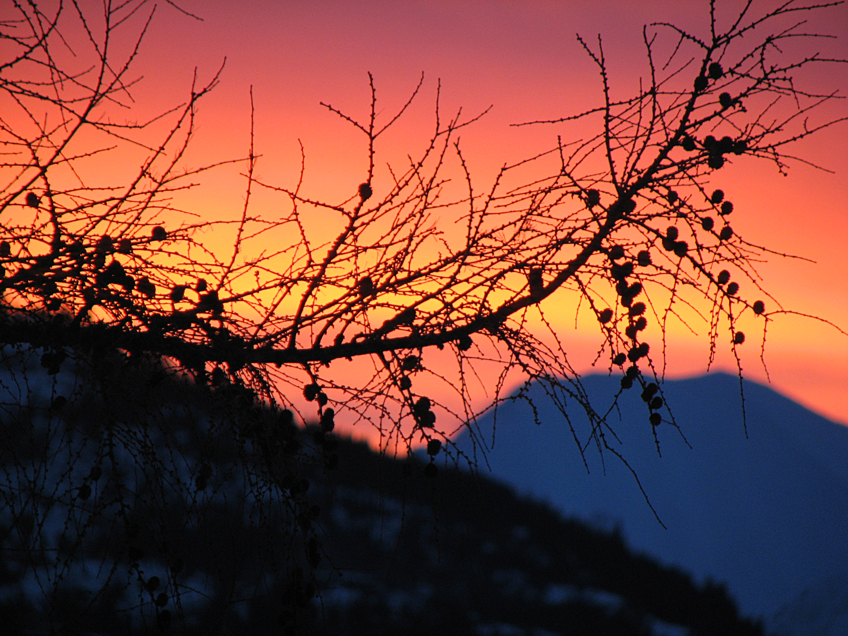 Europäische Lärche