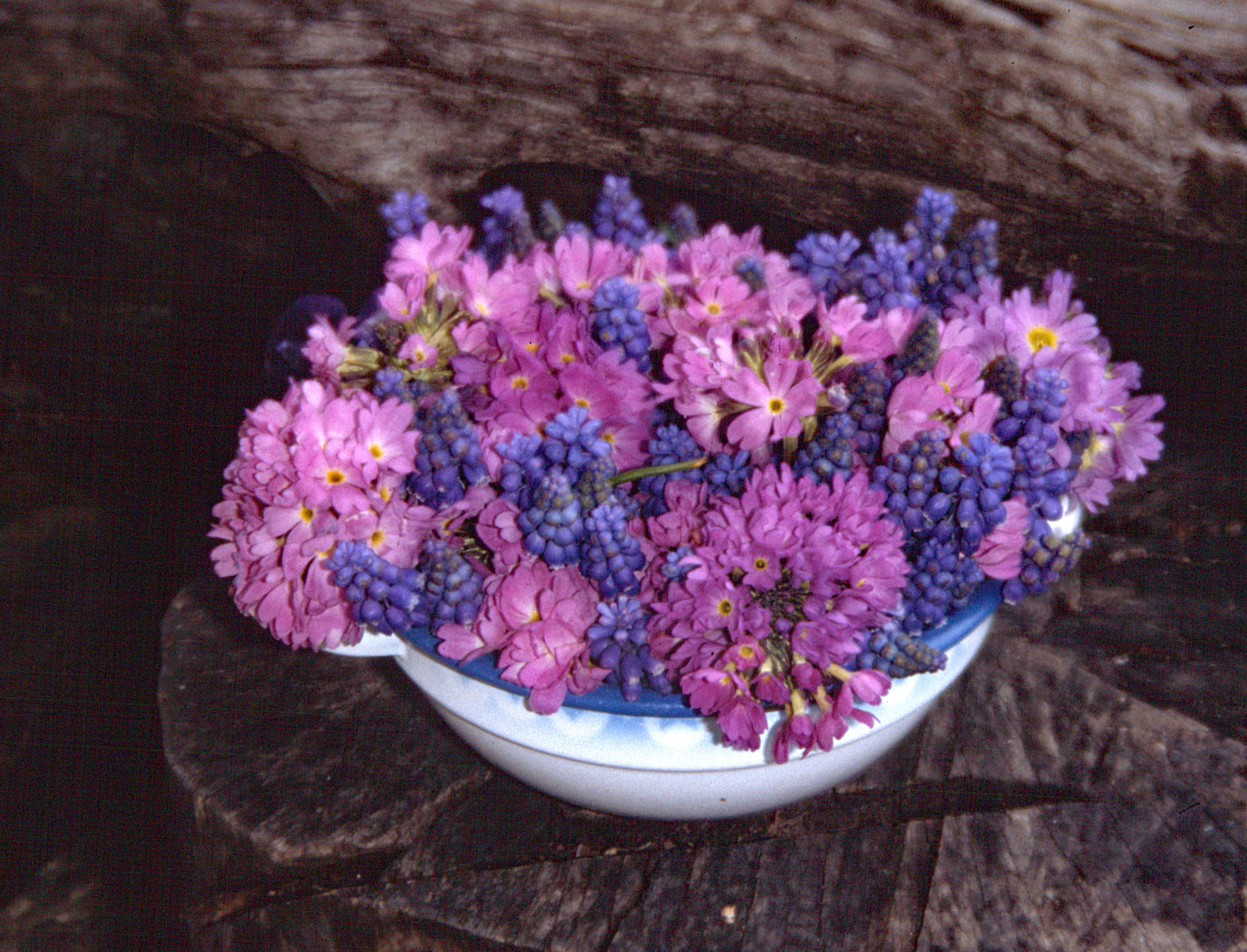 Kleine Traubenhyazinthe