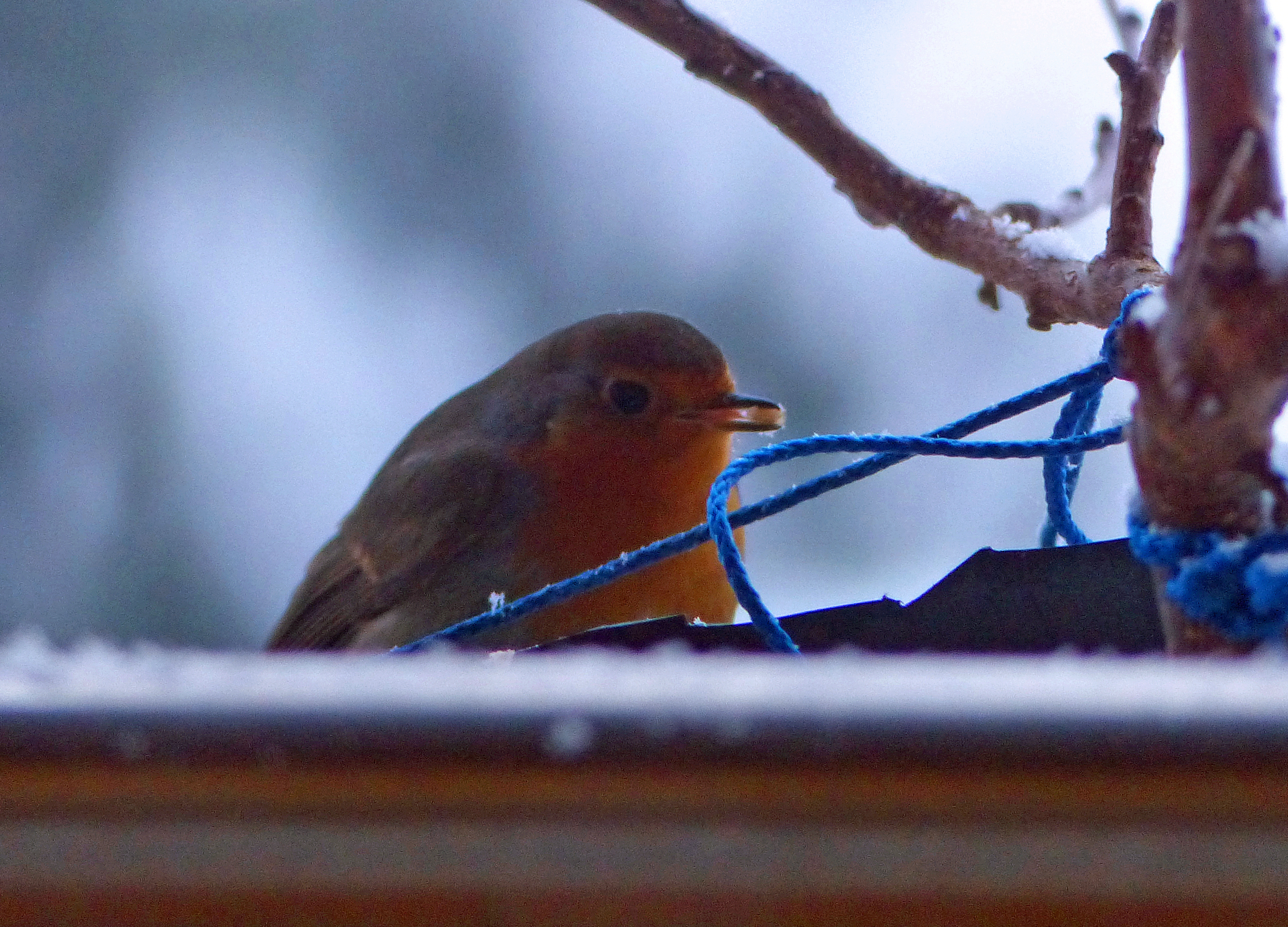 Vogelfutter selber machen