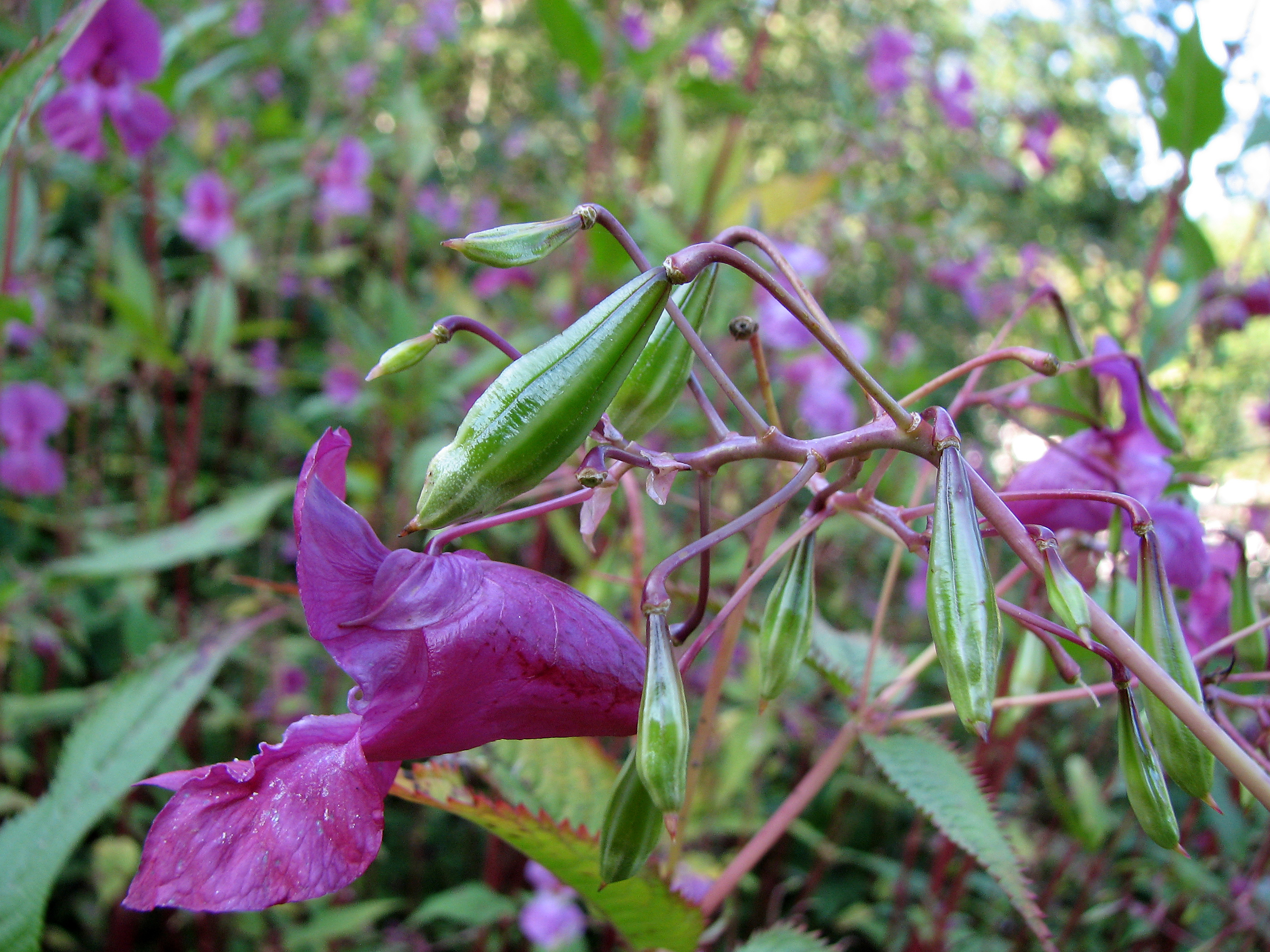 Drüsiges Springkraut