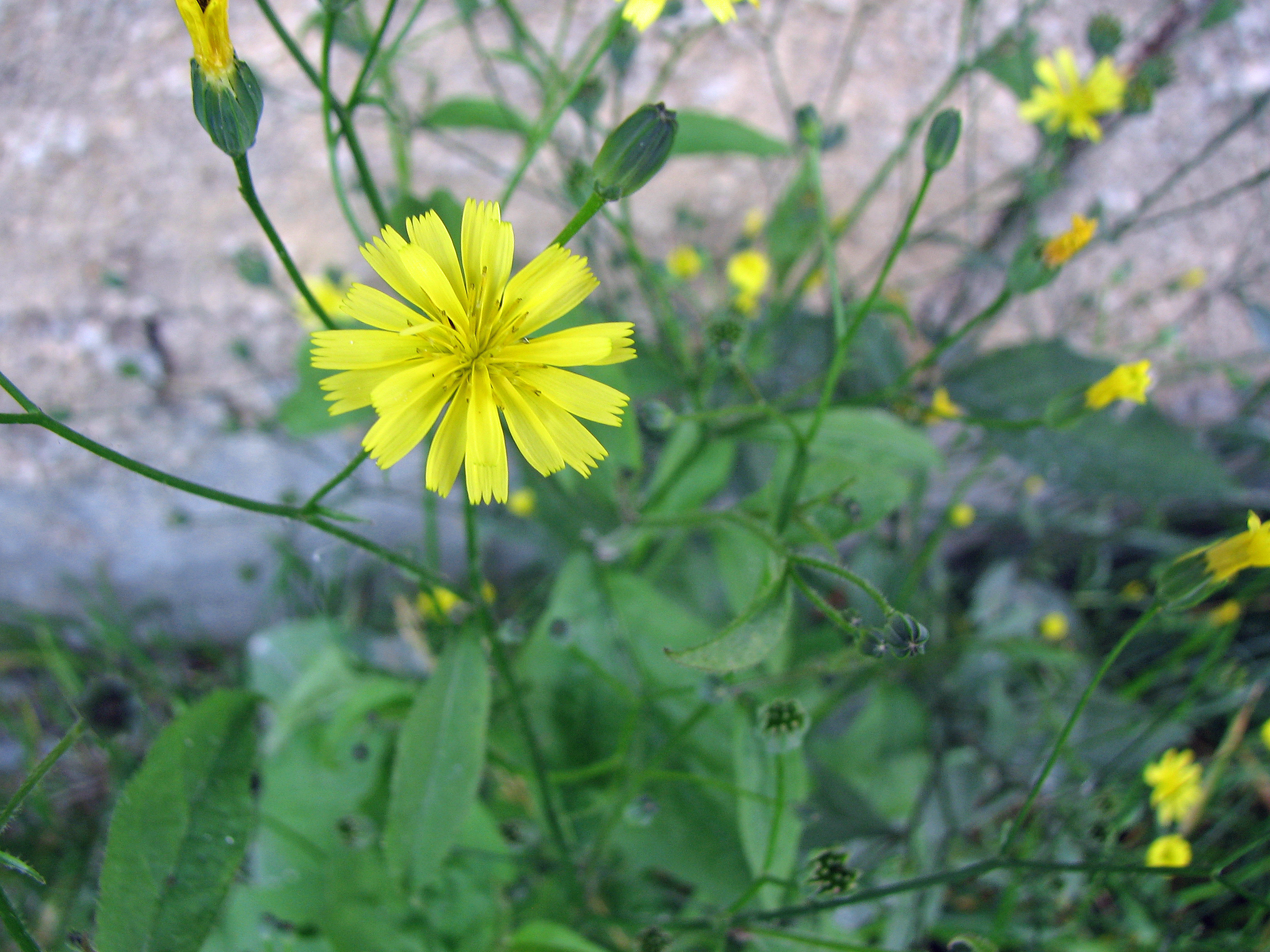 Gewöhnlicher Rainkohl