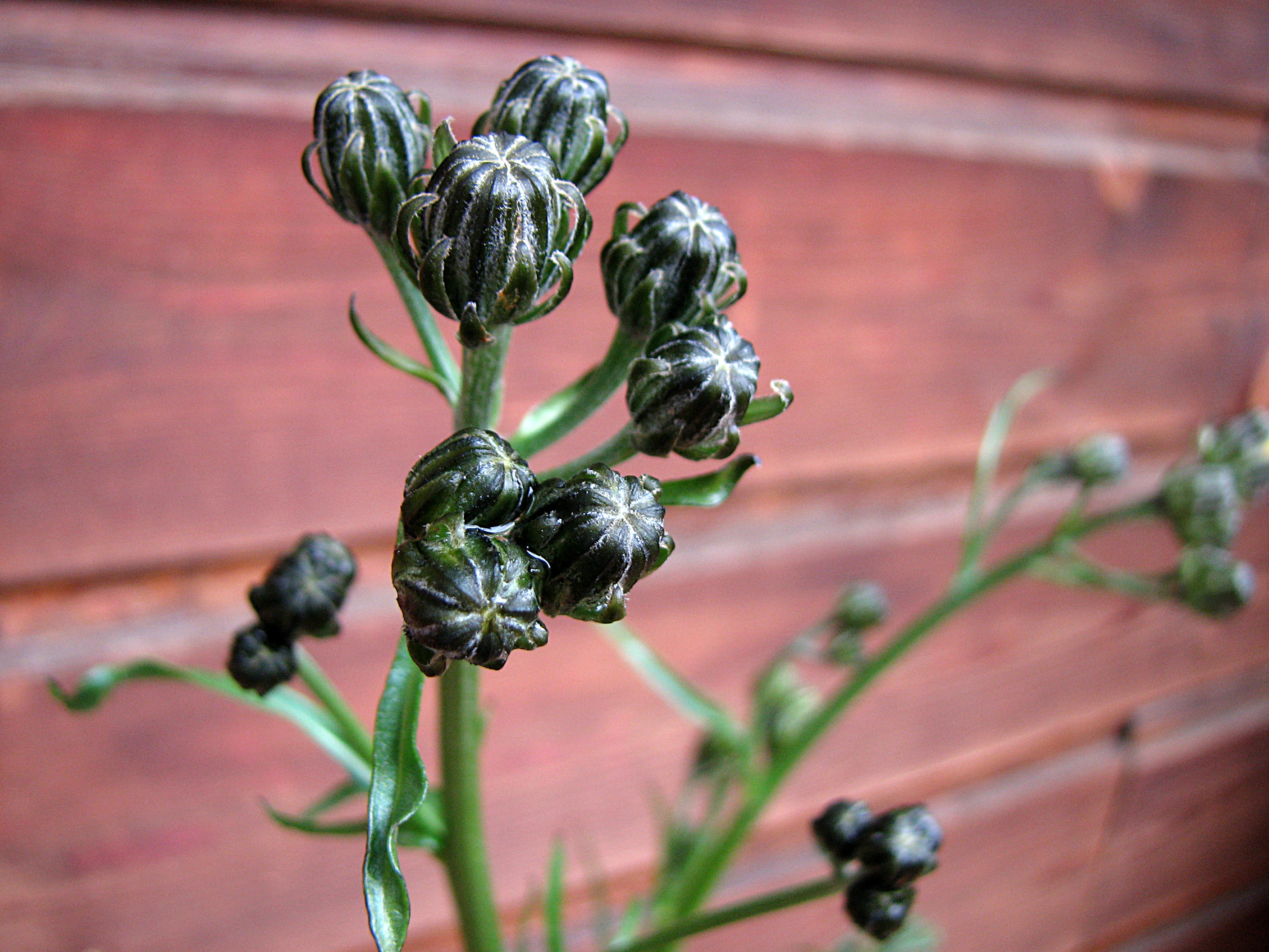 Wiesenpippau