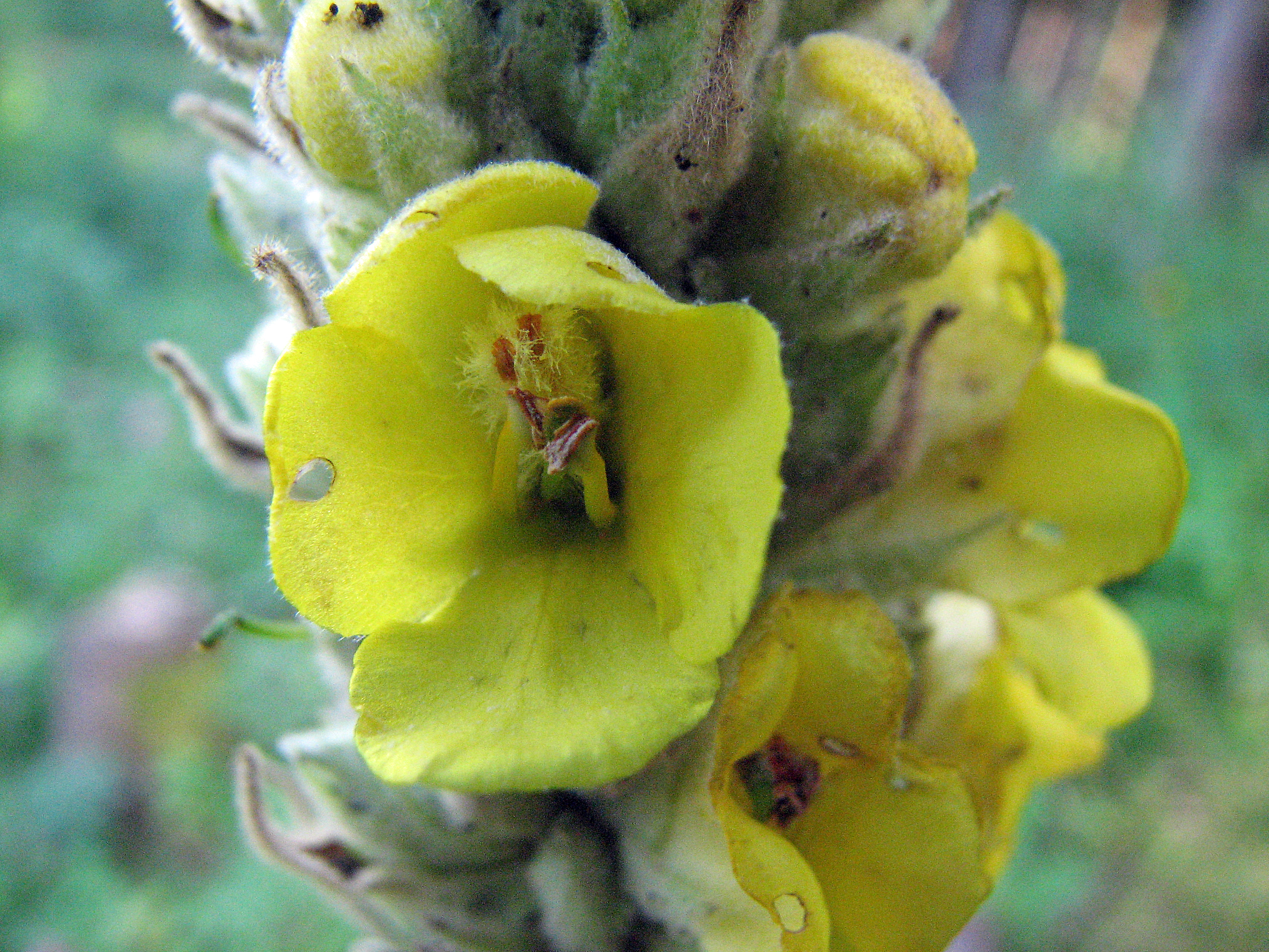 Kleinblütige Königskerze