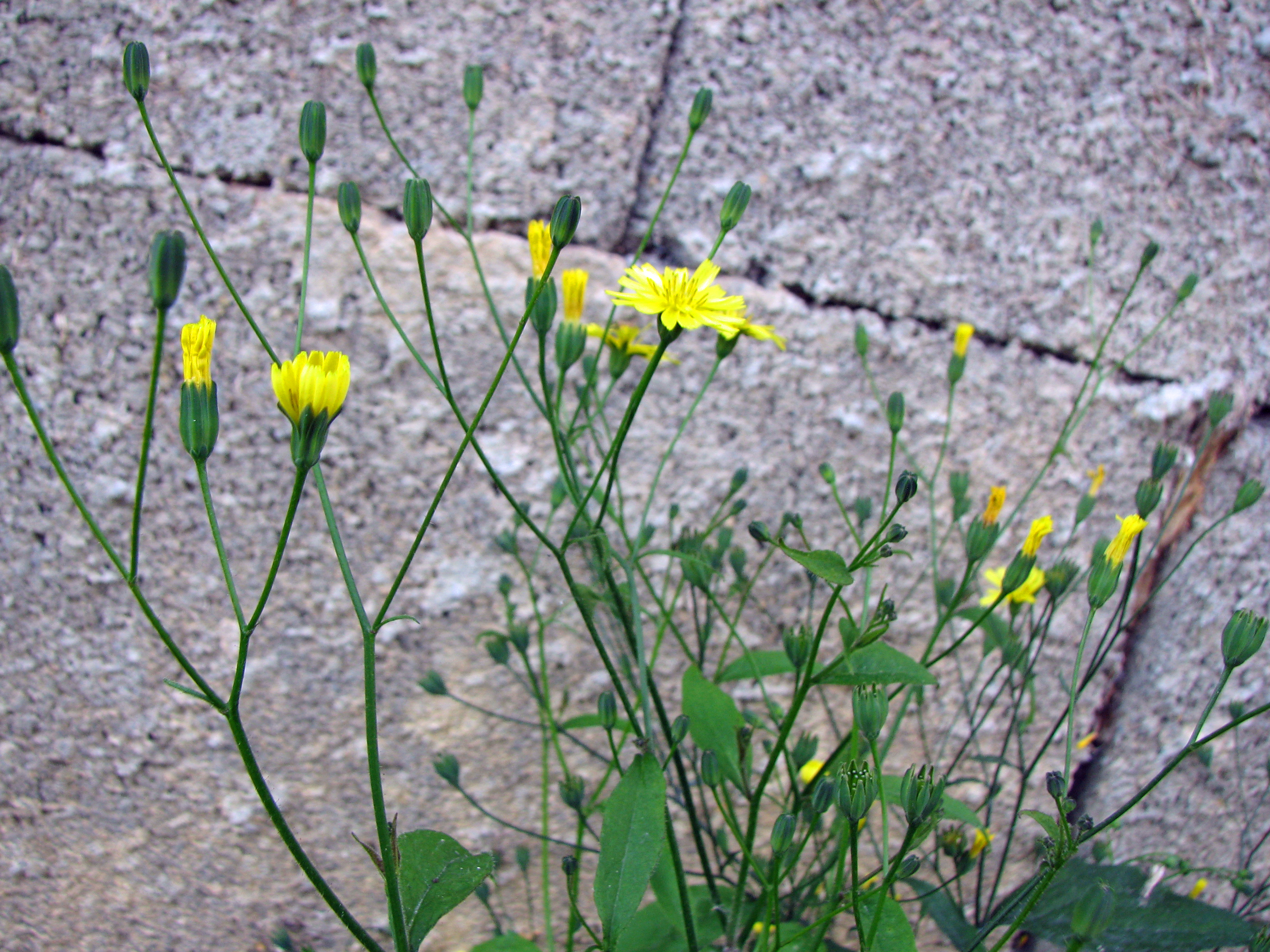 Gewöhnlicher Rainkohl