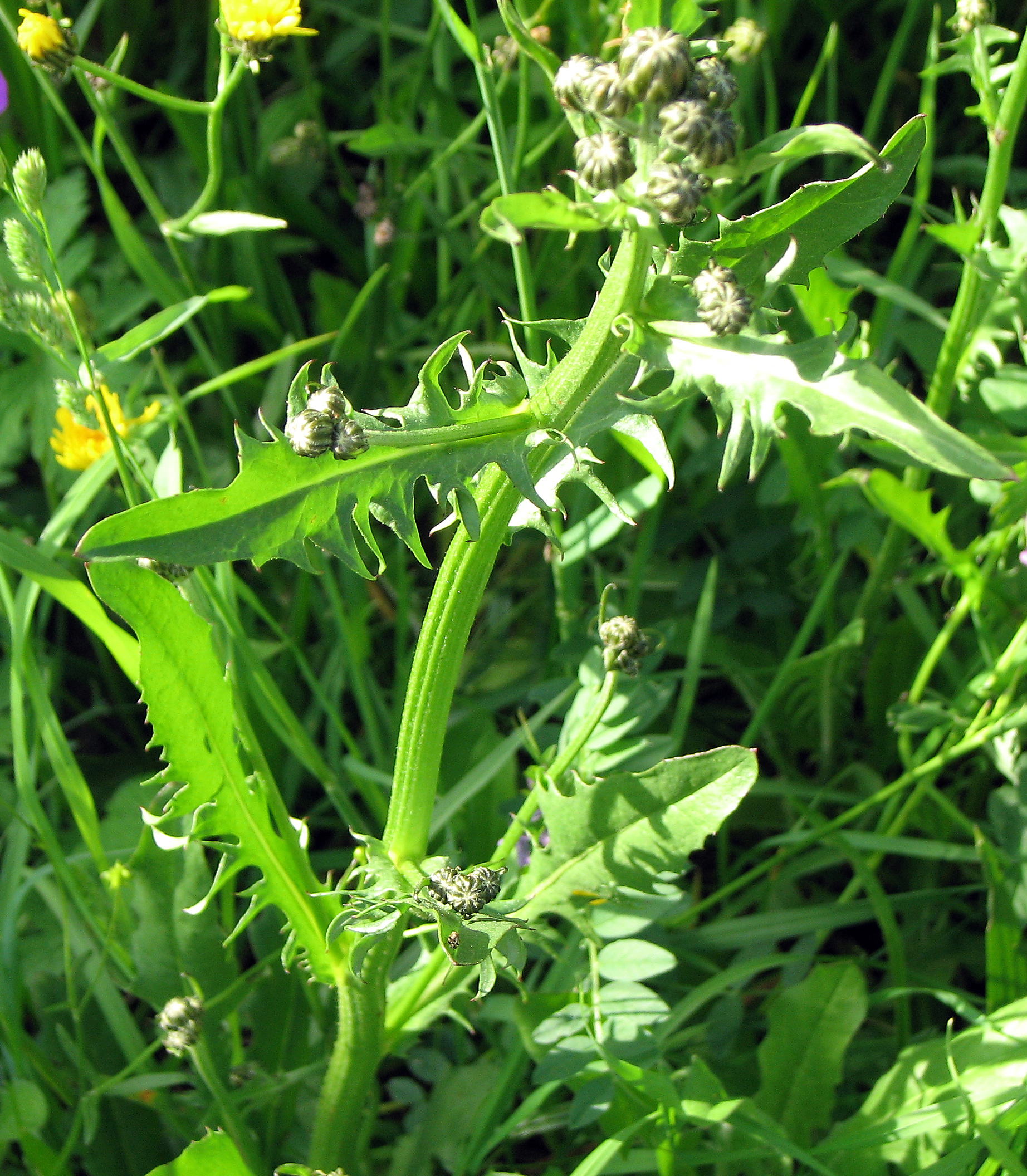Wiesenpippau