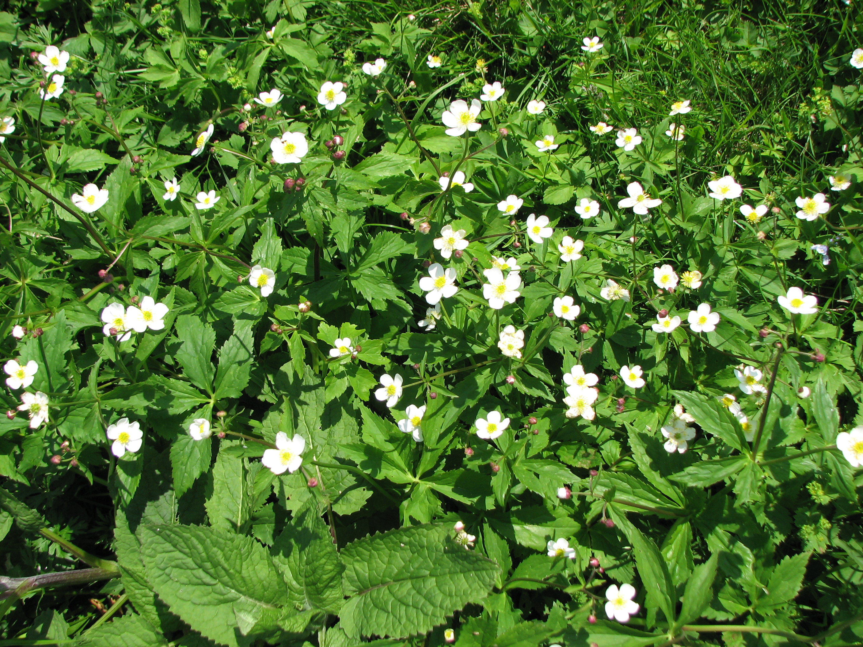Eisenhutblättriger Hahnenfuß
