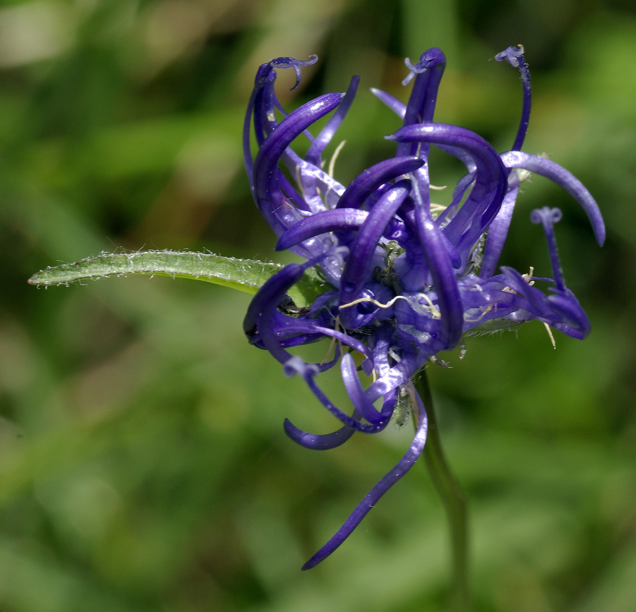 Kugelige Teufelskralle