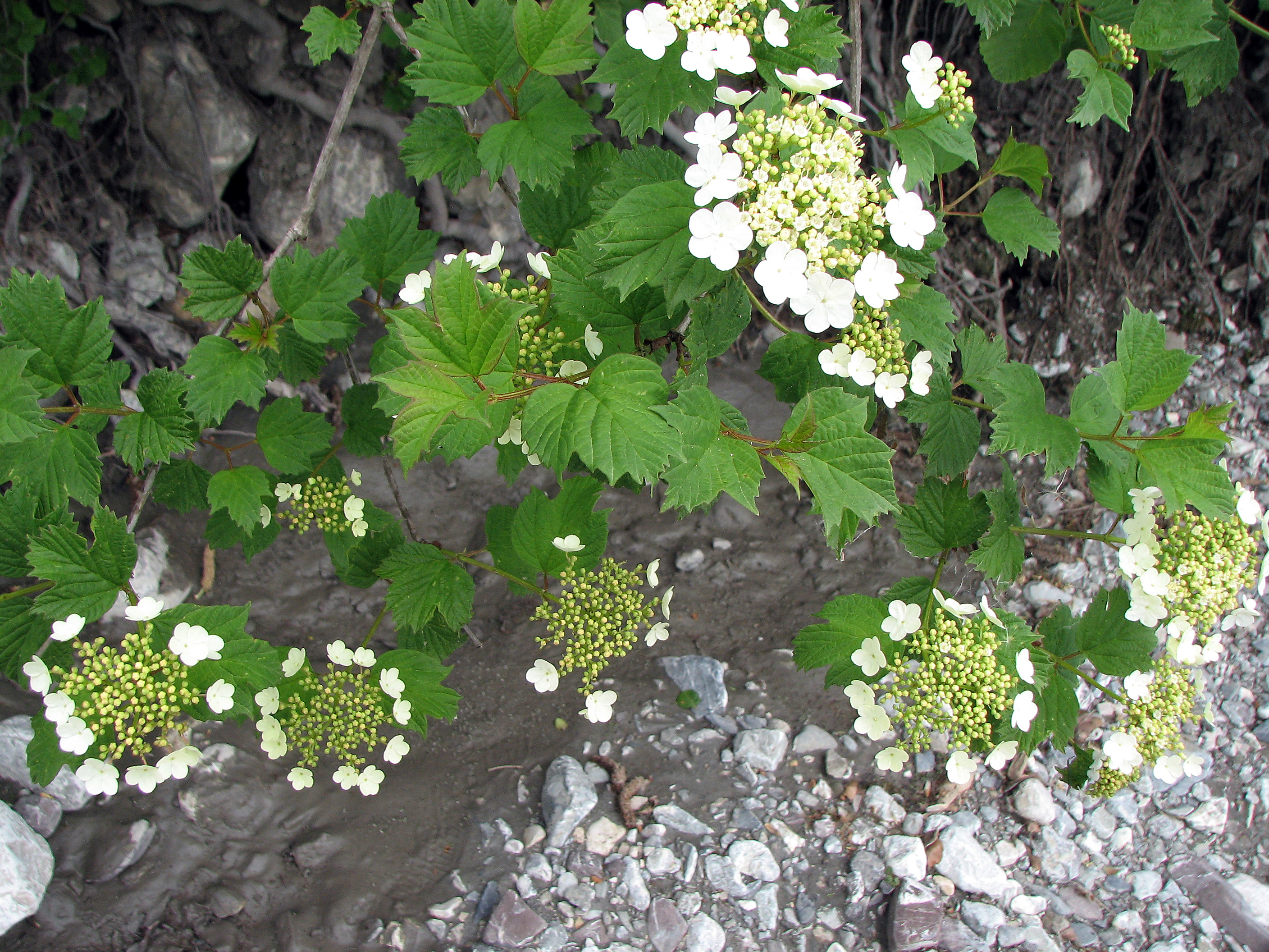 Gewöhnlicher Schneeball