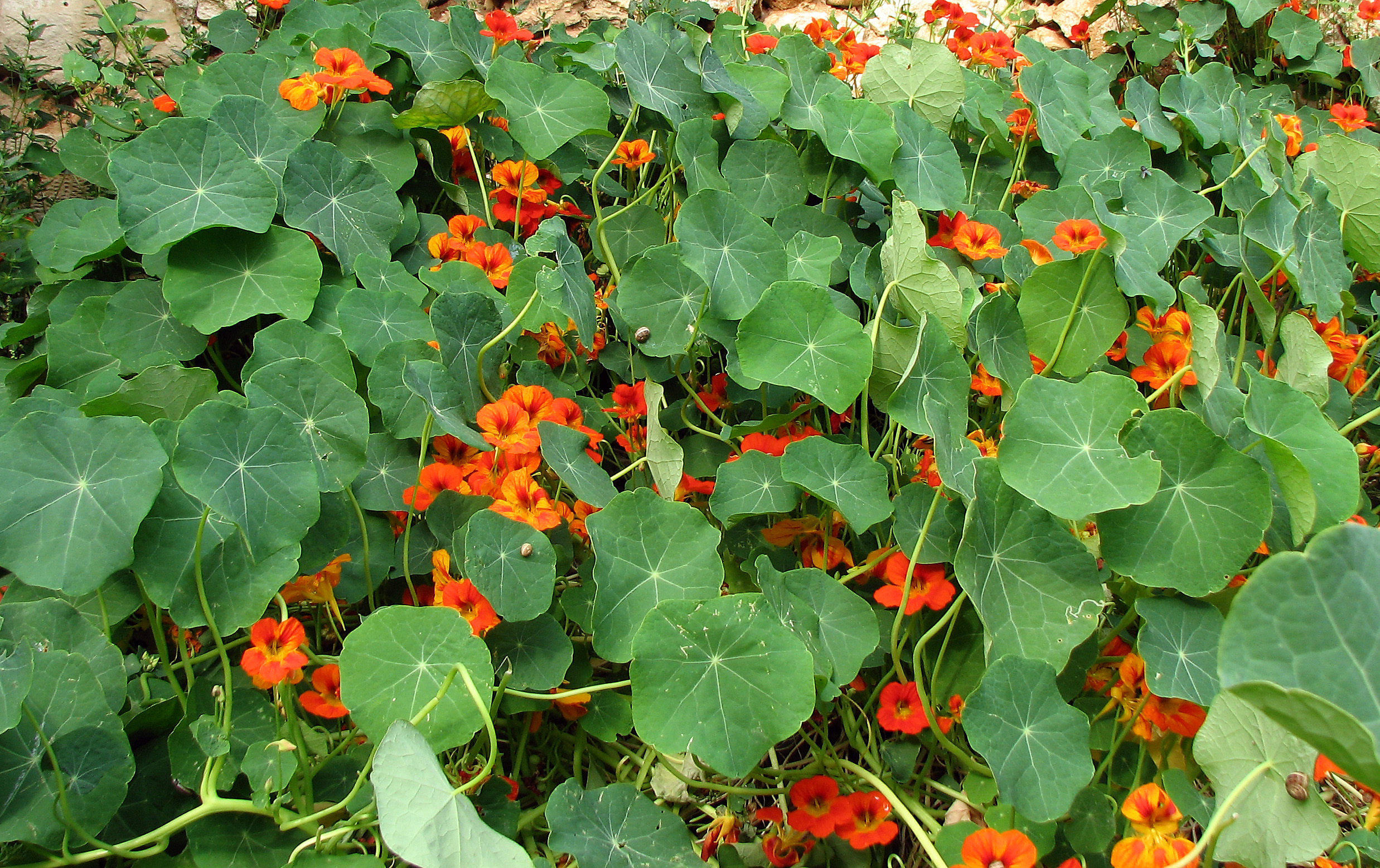 Große Kapuzinerkresse