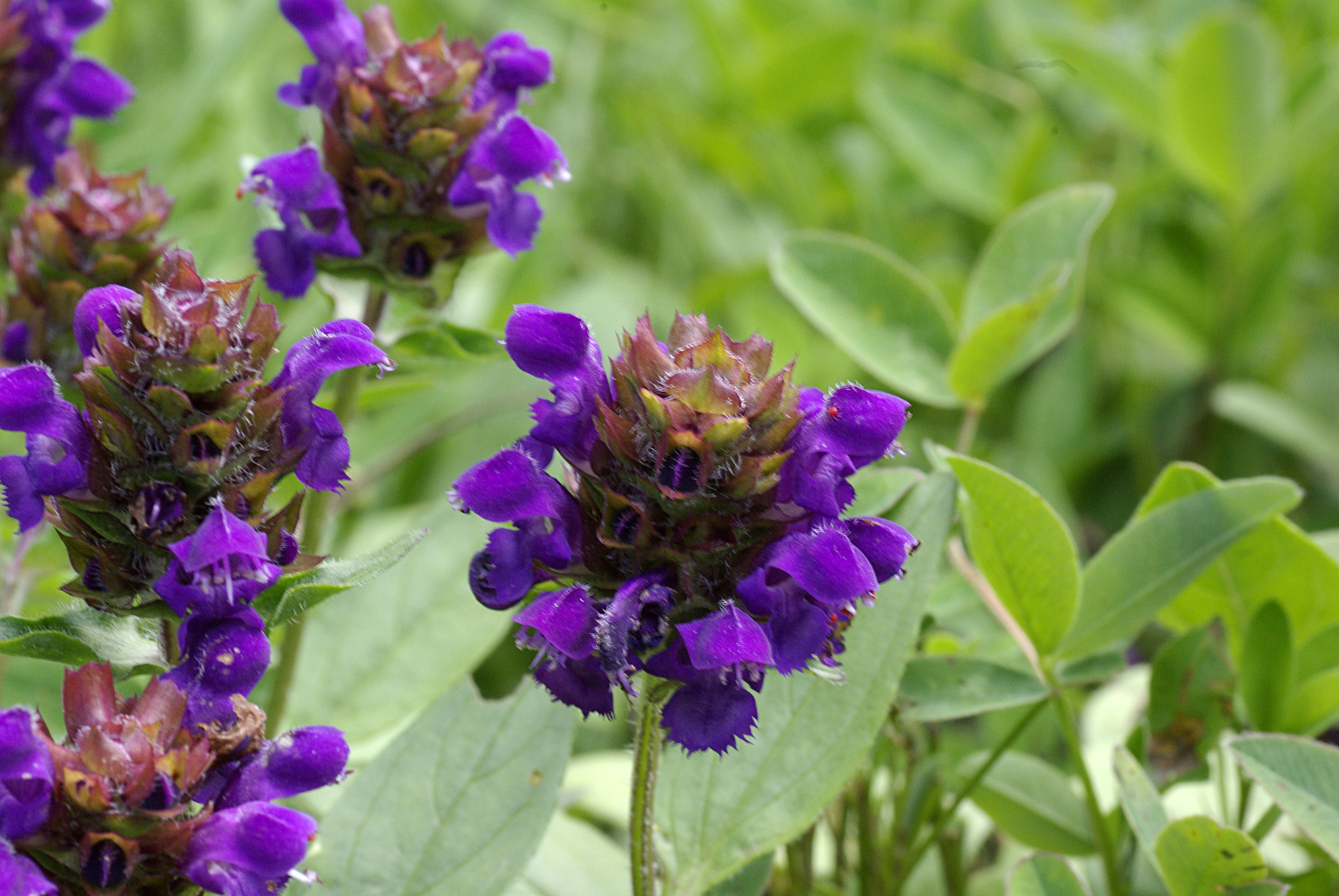 Großblütige Braunelle