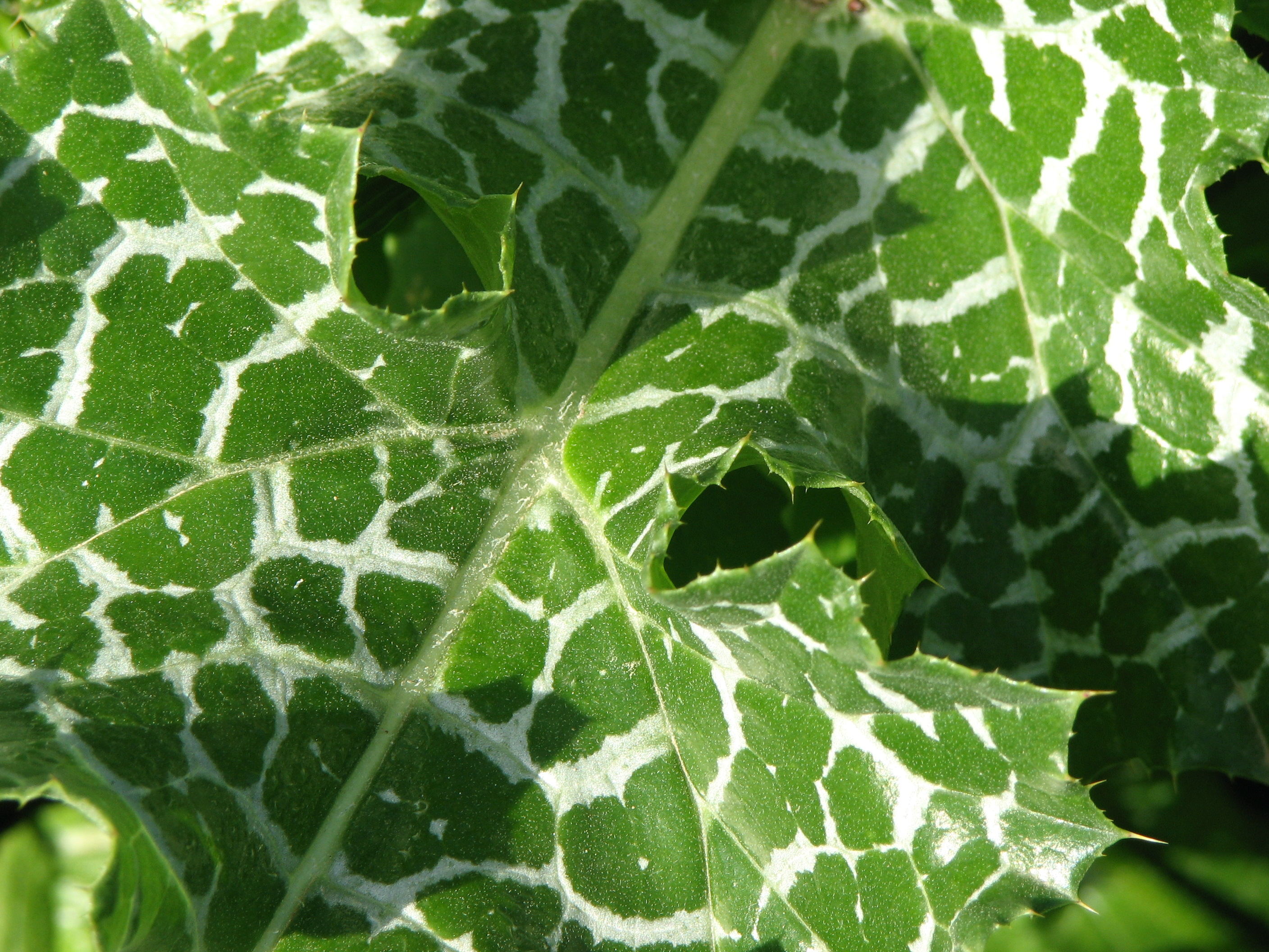 Mariendistel