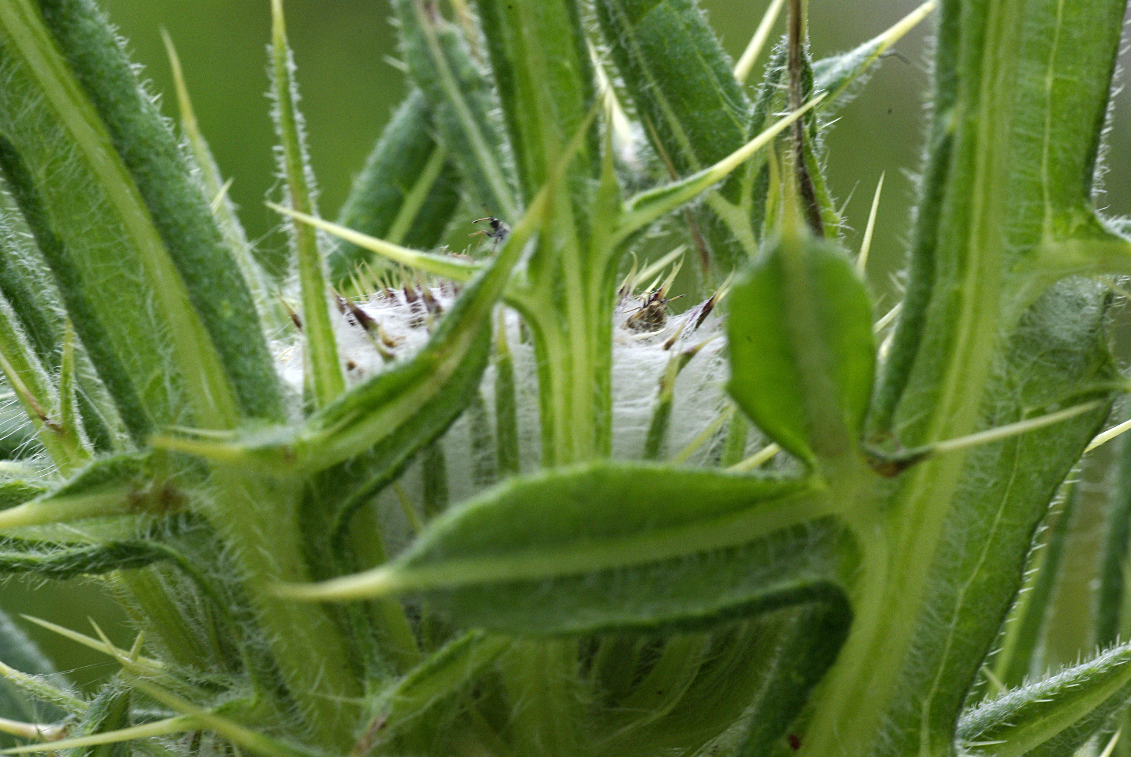 Wollkopfkratzdistel